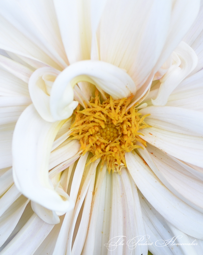 Dahlia detail The Prudent Homemaker