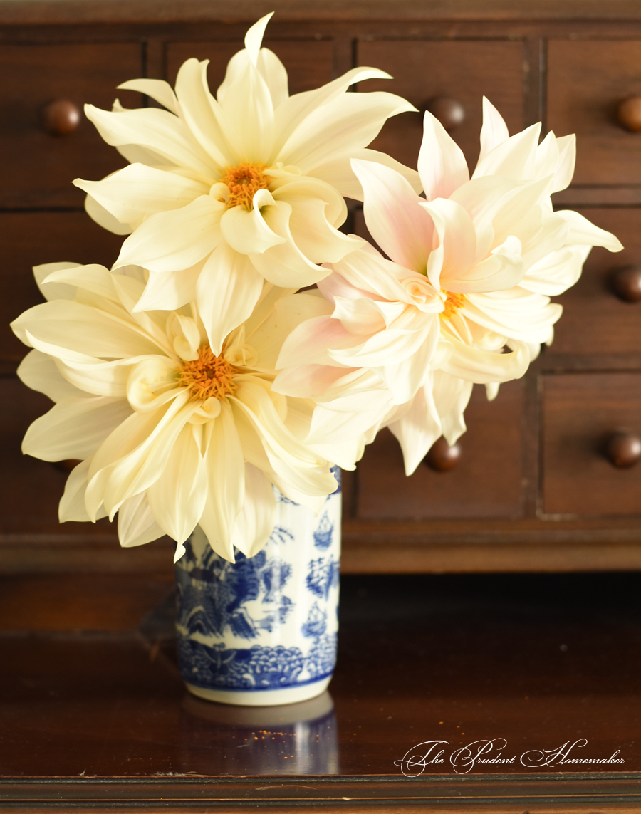 Dahlias in the Sewing Room The Prudent Homemaker