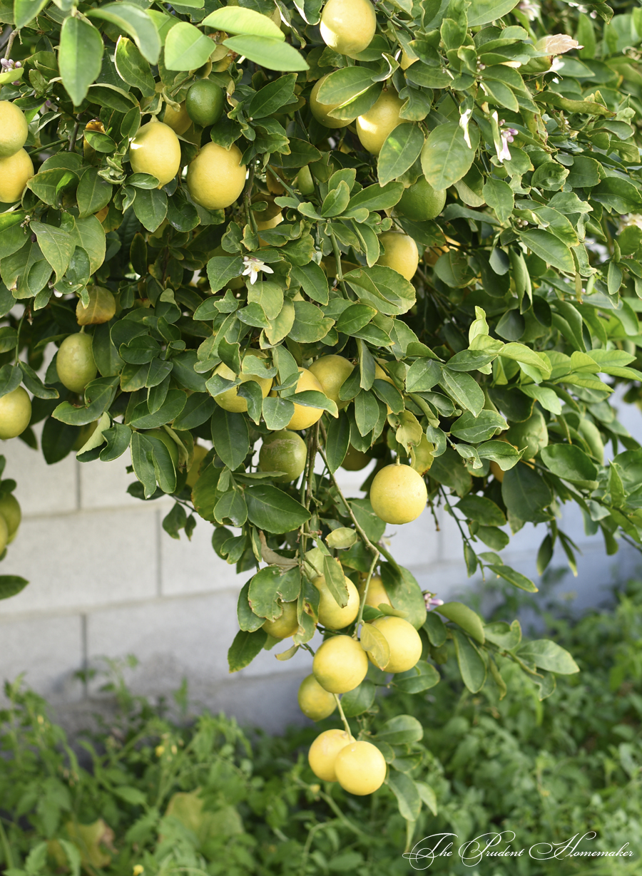 Lemon Tree The Prudent Homemaker