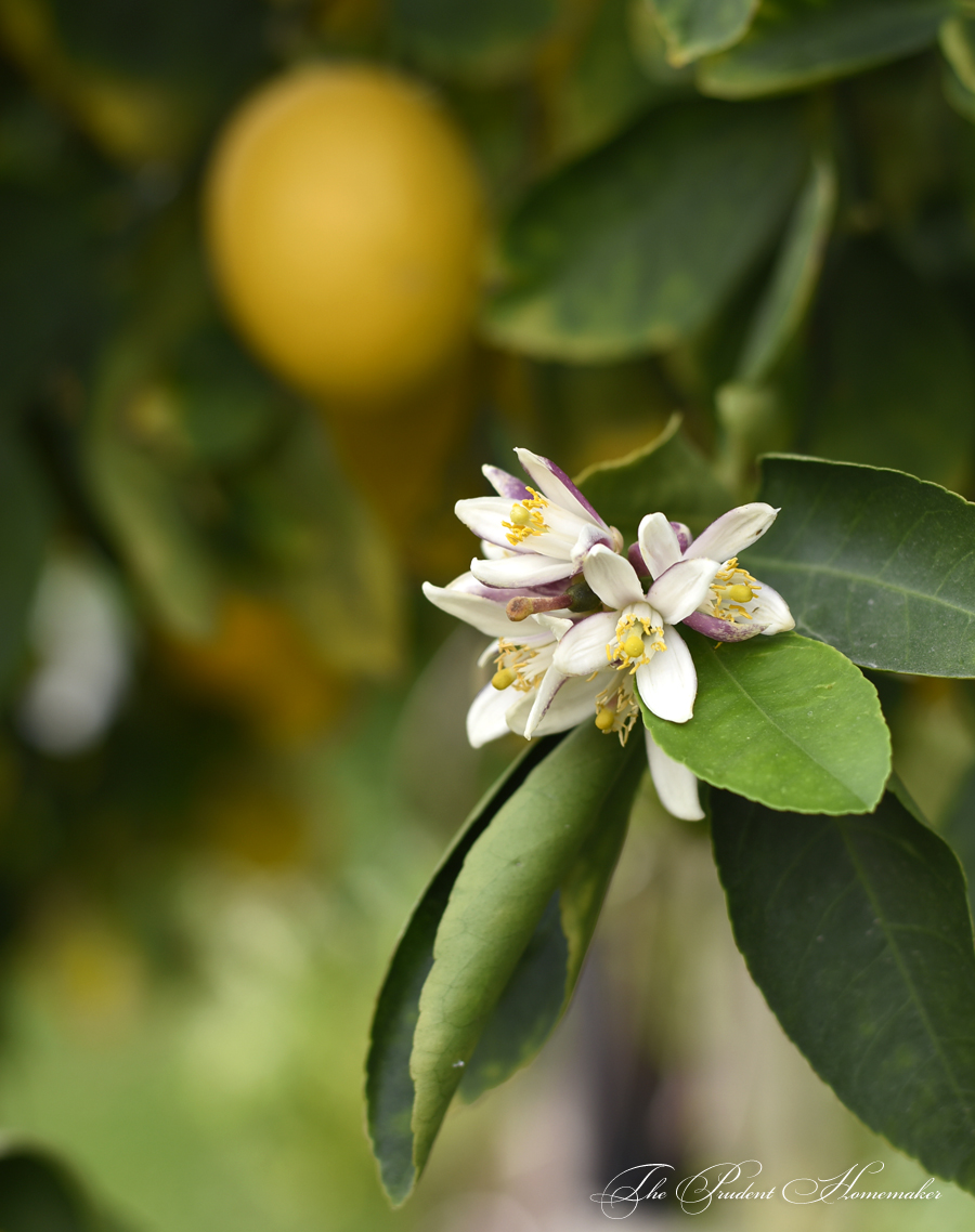 Meyer Lemon Blossoms in the Garden The Prudent Homemaker