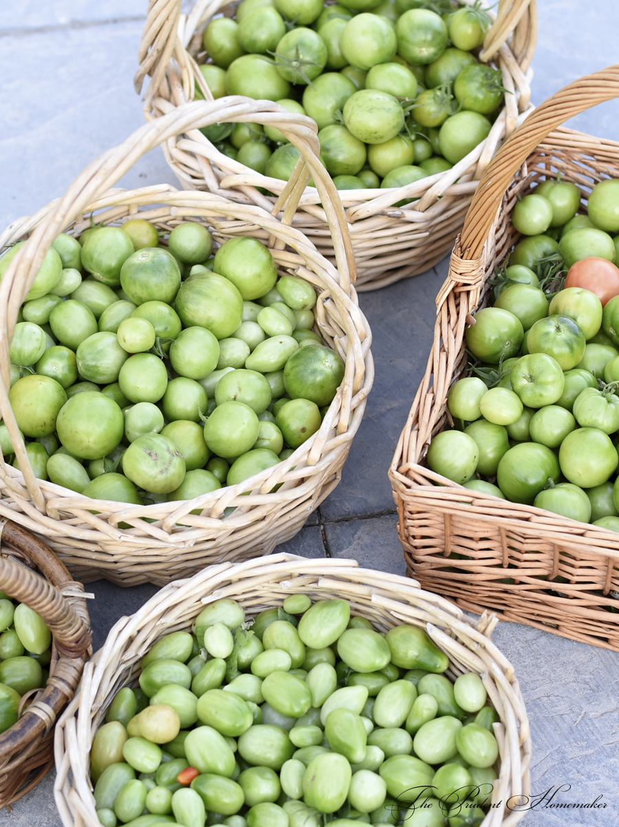 Green Tomatoes in December The Prudent Homemaker