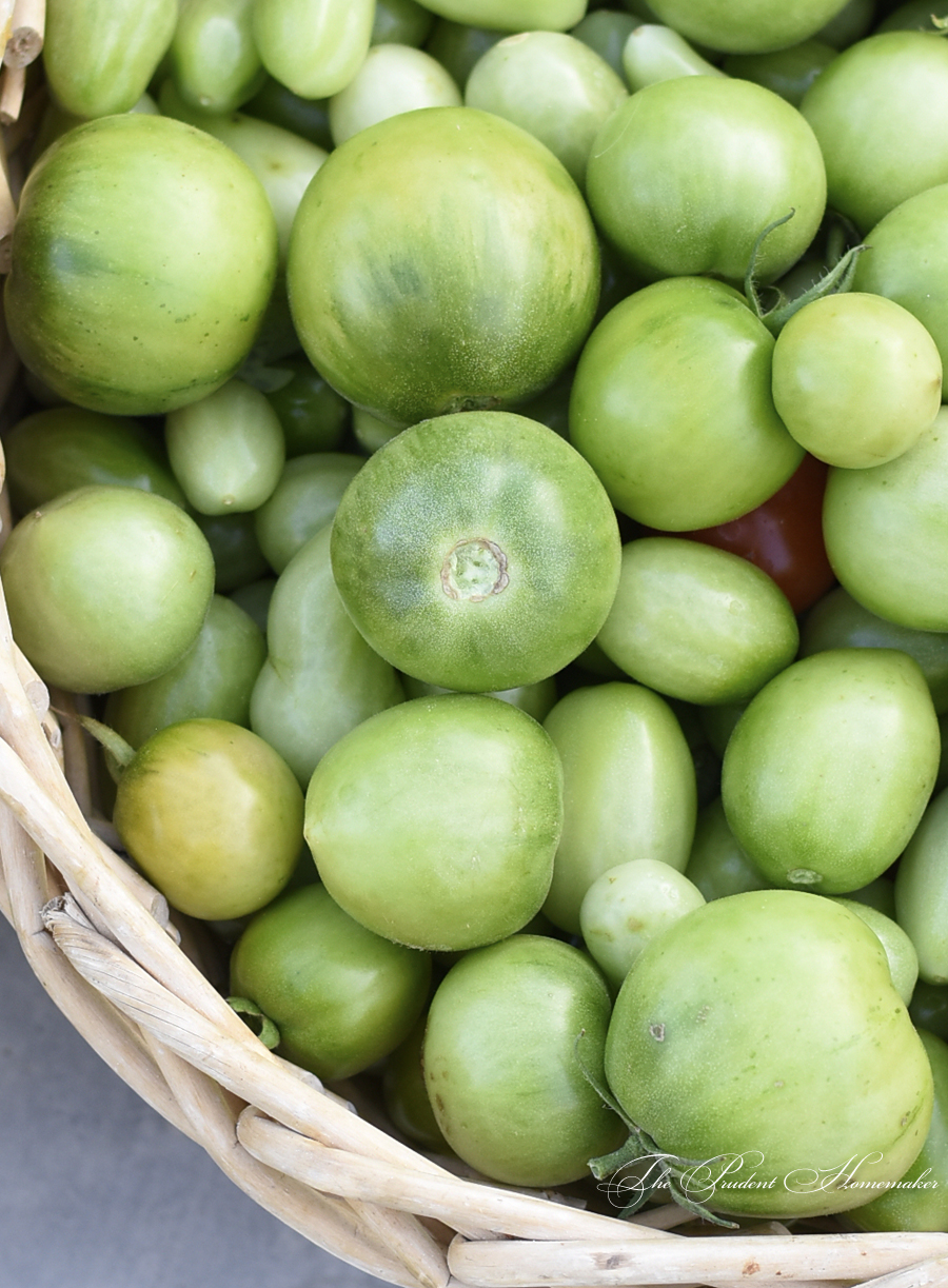 Green tomatoes detail The Prudent Homemaker
