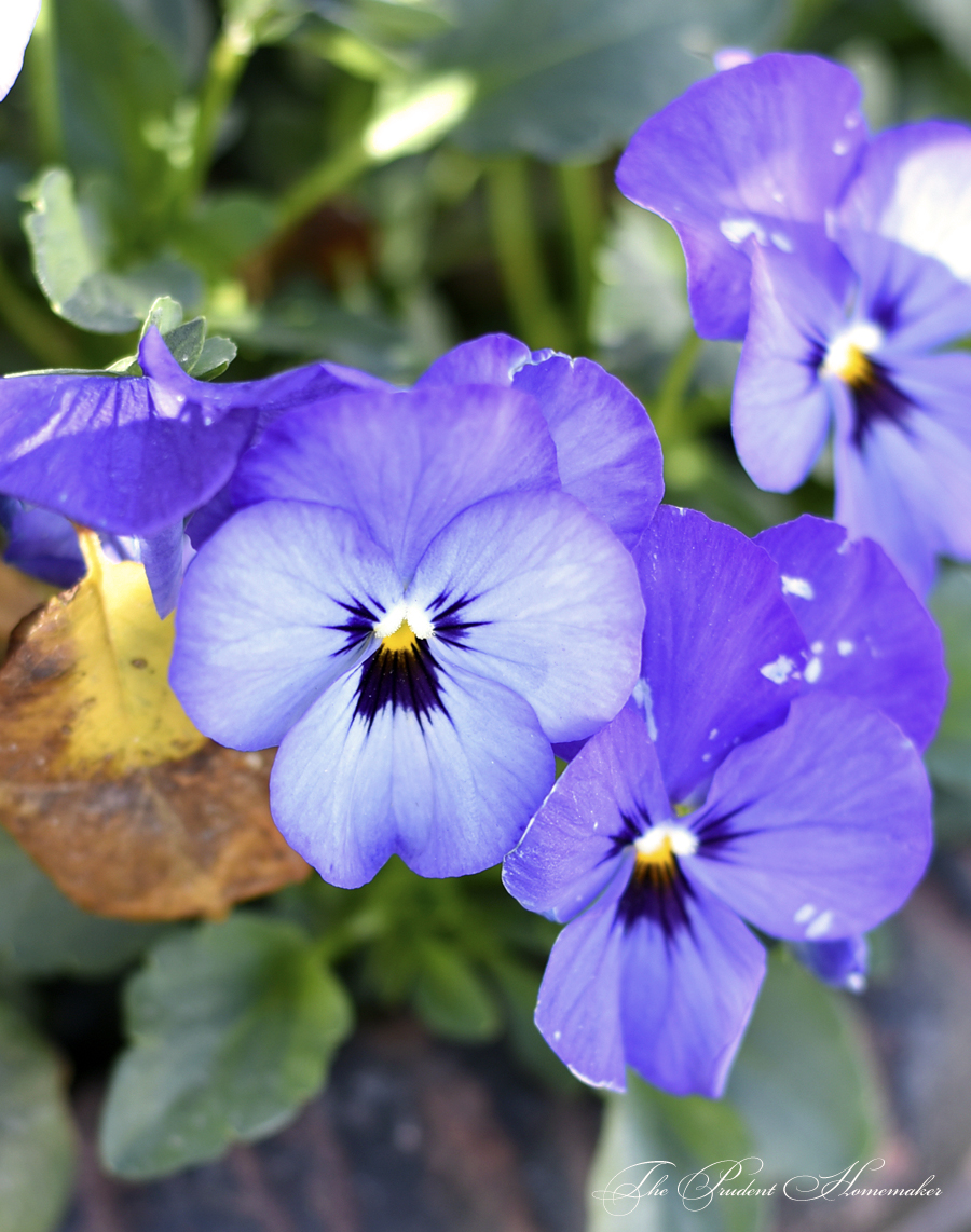 Pansies in Black Urn The Prudent Homemaker