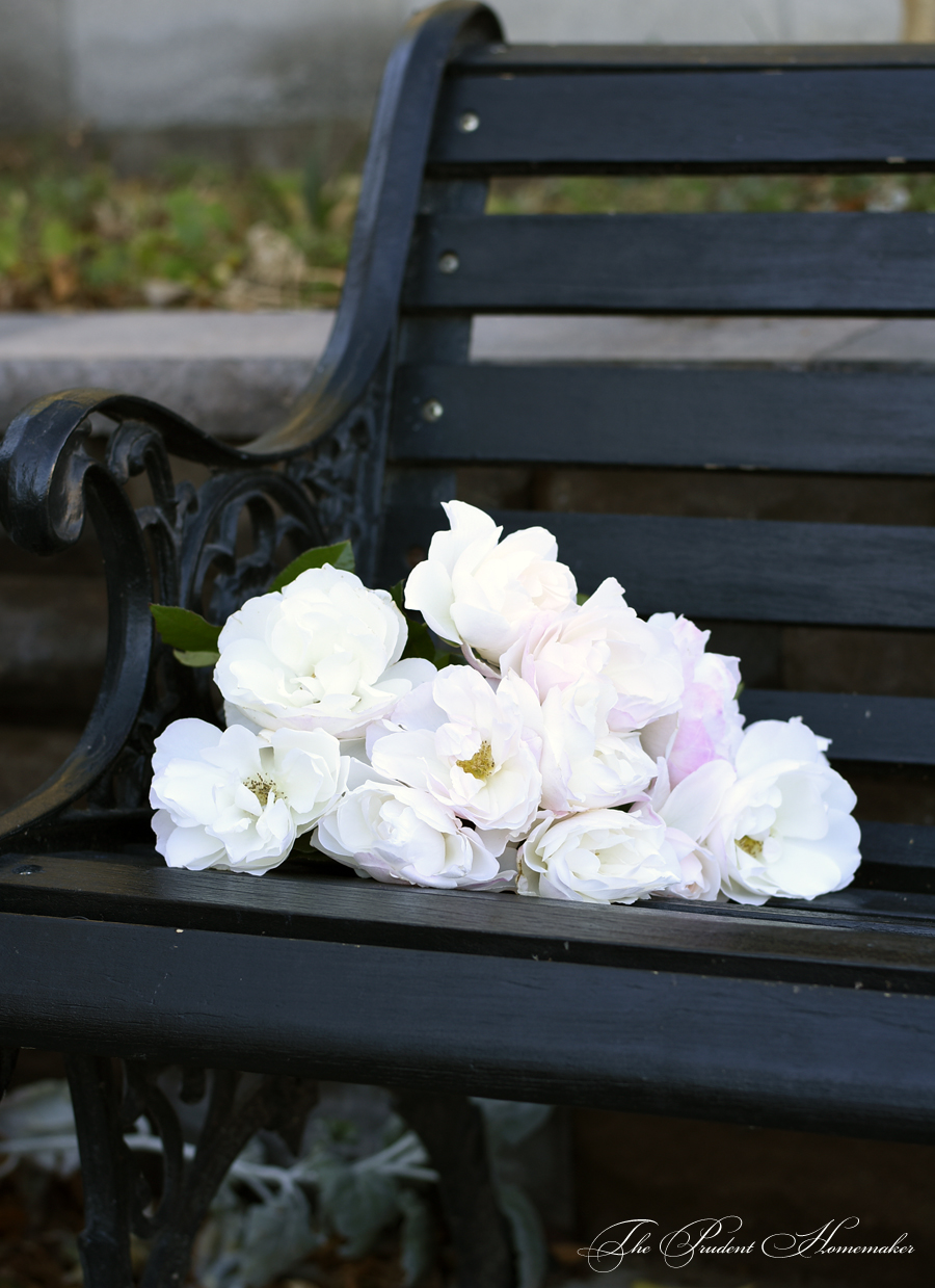 Roses on Black Bench The Prudent Homemaker