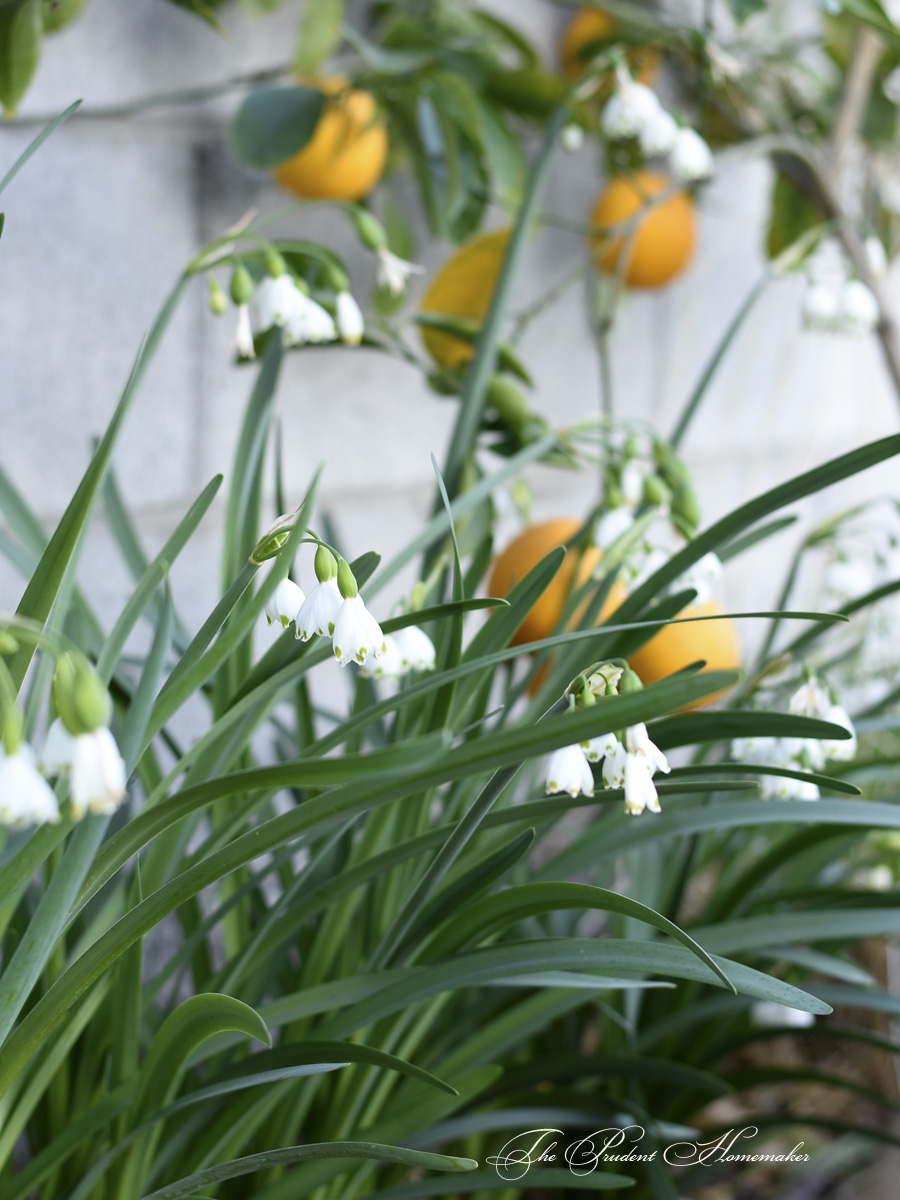 Leucojum Aestivum The Prudent Homemaker