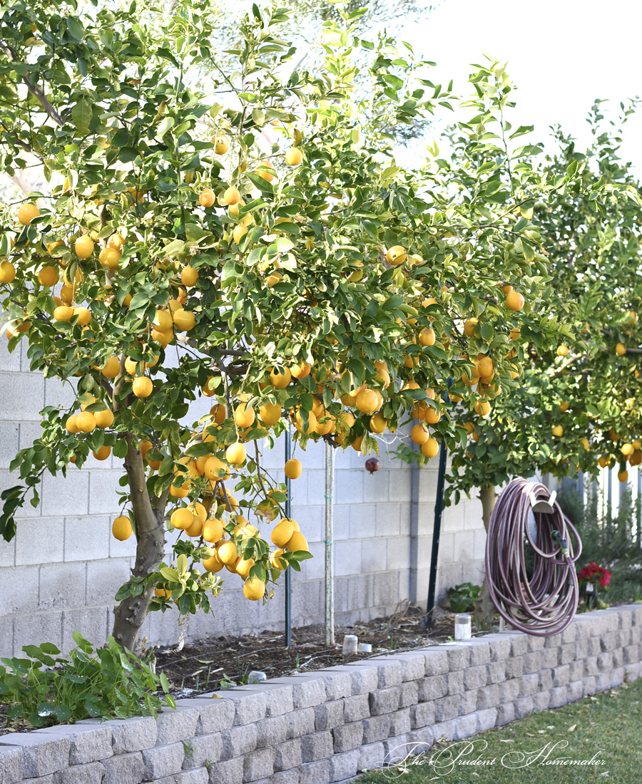 Meyer Lemon Trees The Prudent Homemaker