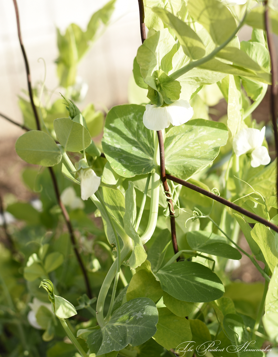 Snow Pea Blossoms The Prudent Homemaker