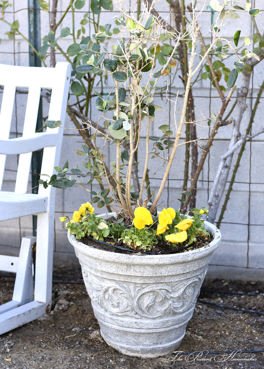 Yellow Pansies The Prudent Homemaker