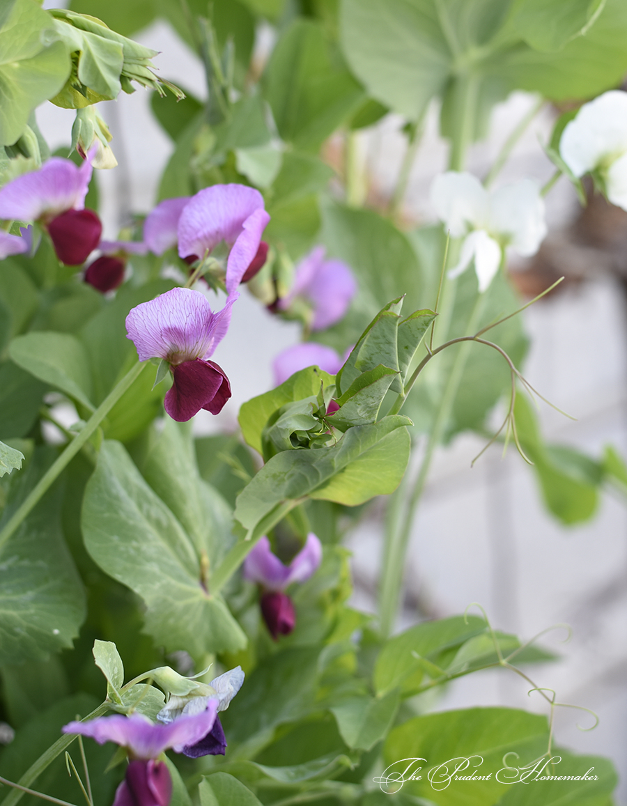 Chinese Snow Pea Blossoms The Prudent Homemaker