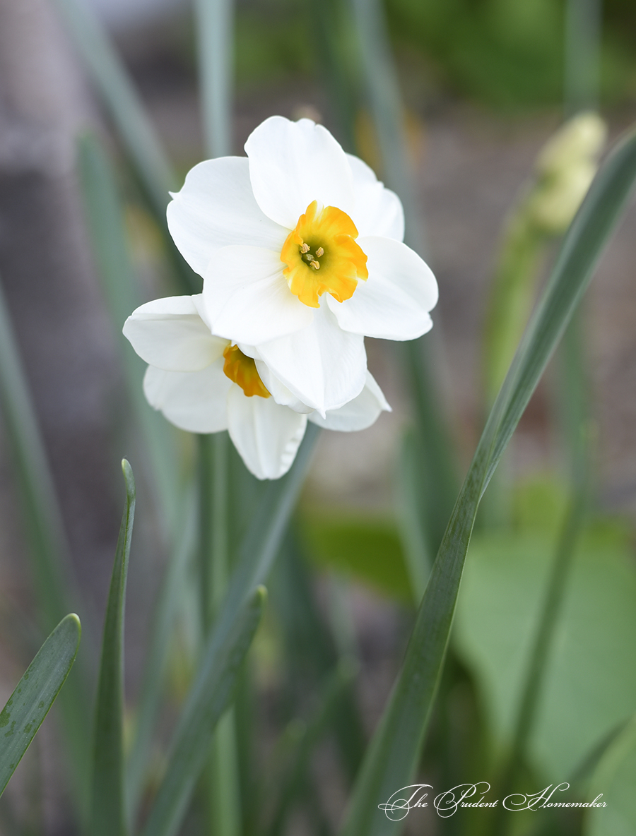 Geranium Daffodil The Prudent Homemaker