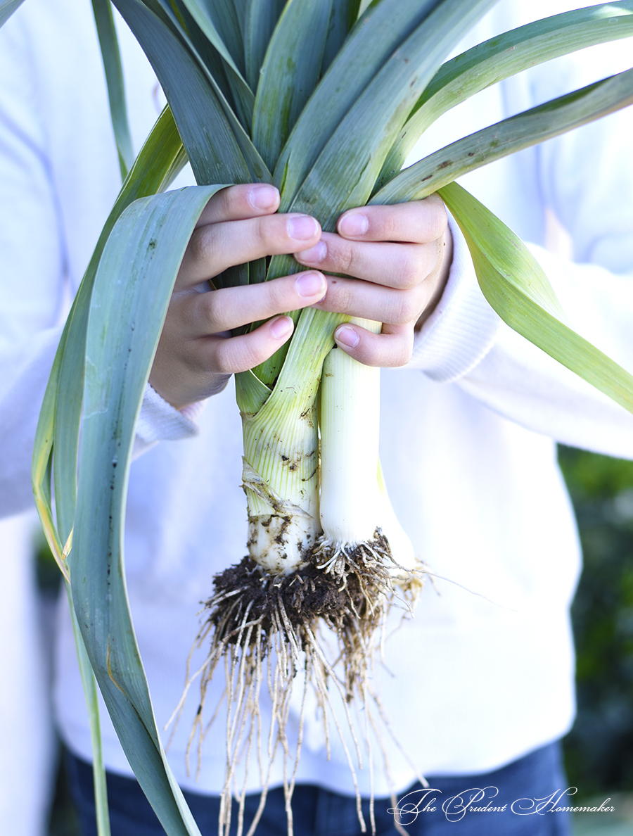 Leeks The Prudent Homemaker