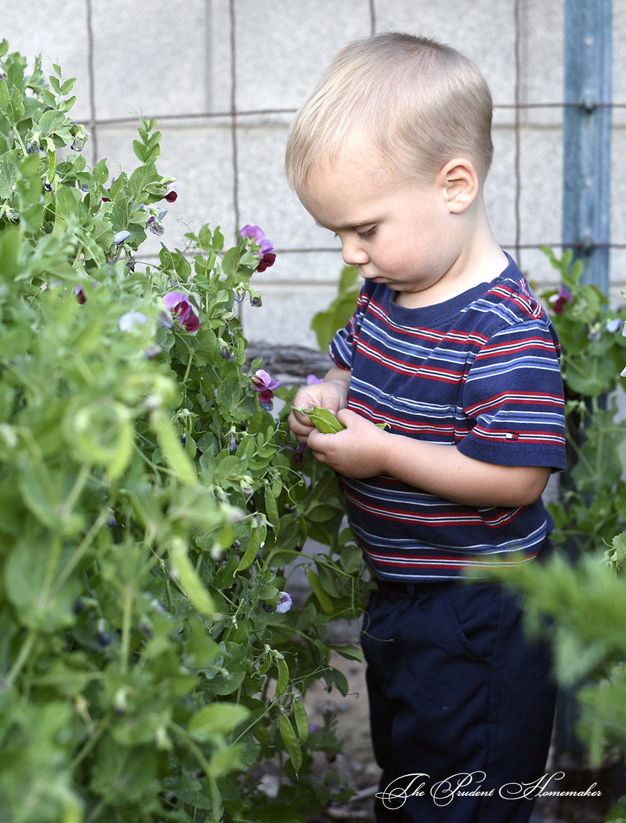 Octavius Picking Peas The Prudent Homemaker