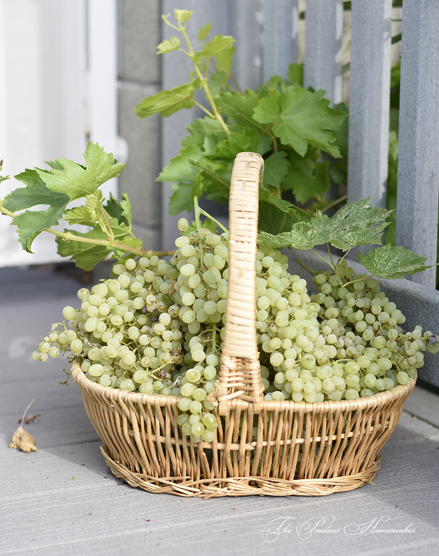 Grapes in Basket 2 The Prudent Homemaker