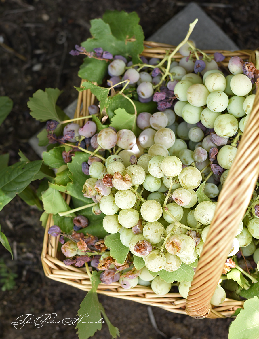 Grapes in Basket The Prudent Homemaker