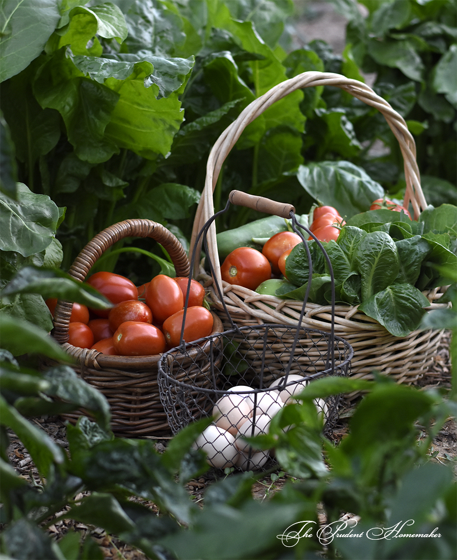 July Garden Harvest The Prudent Homemaker