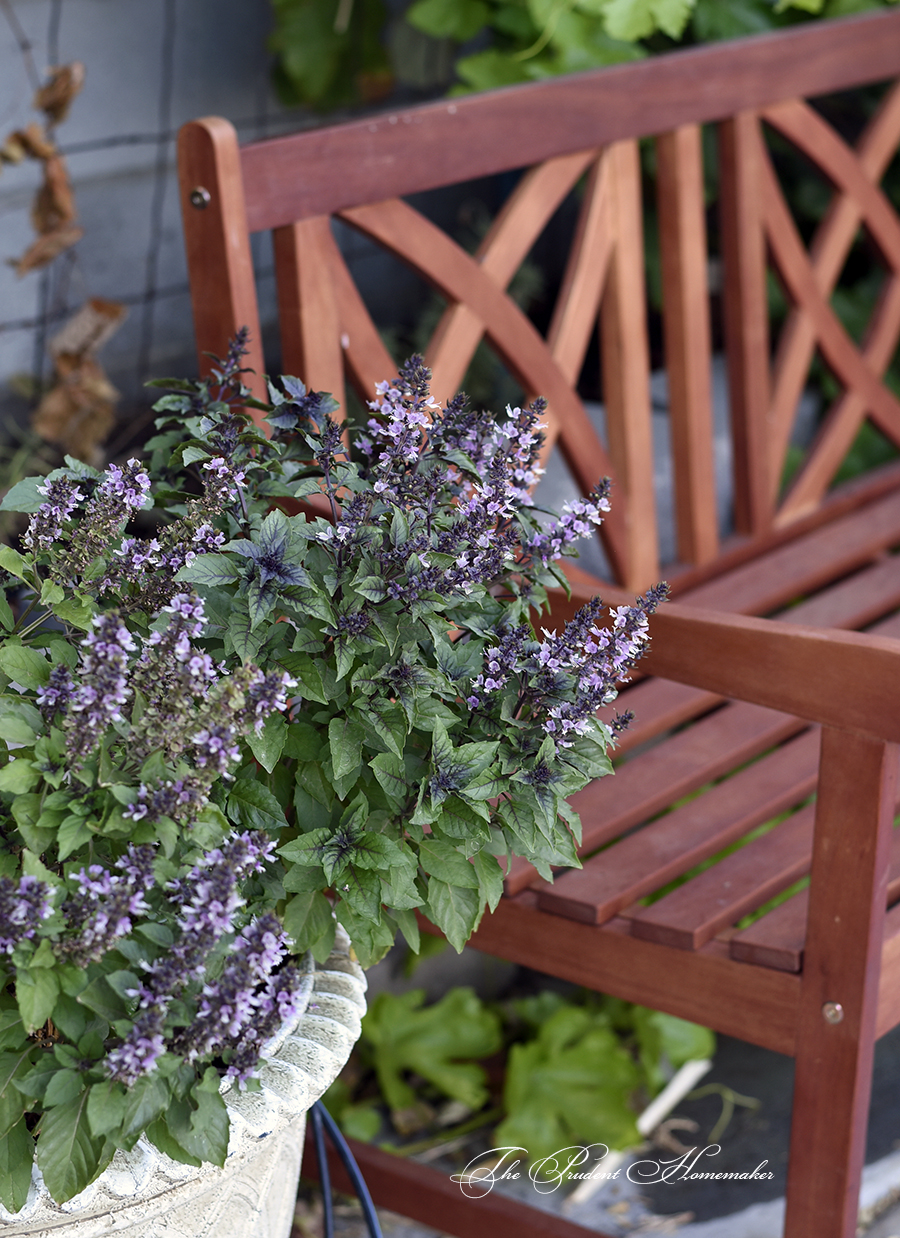 Siam Basil in pot with bench The Prudent Homemaker