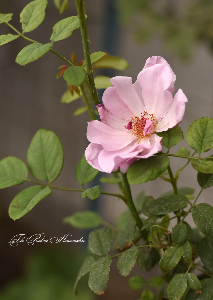 Rose Petals The Prudent Homemaker