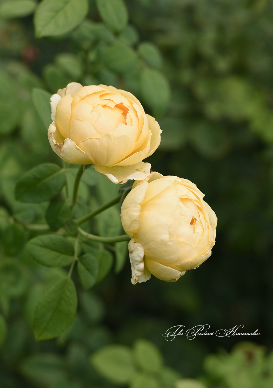 Yellow Roses The Prudent Homemaker