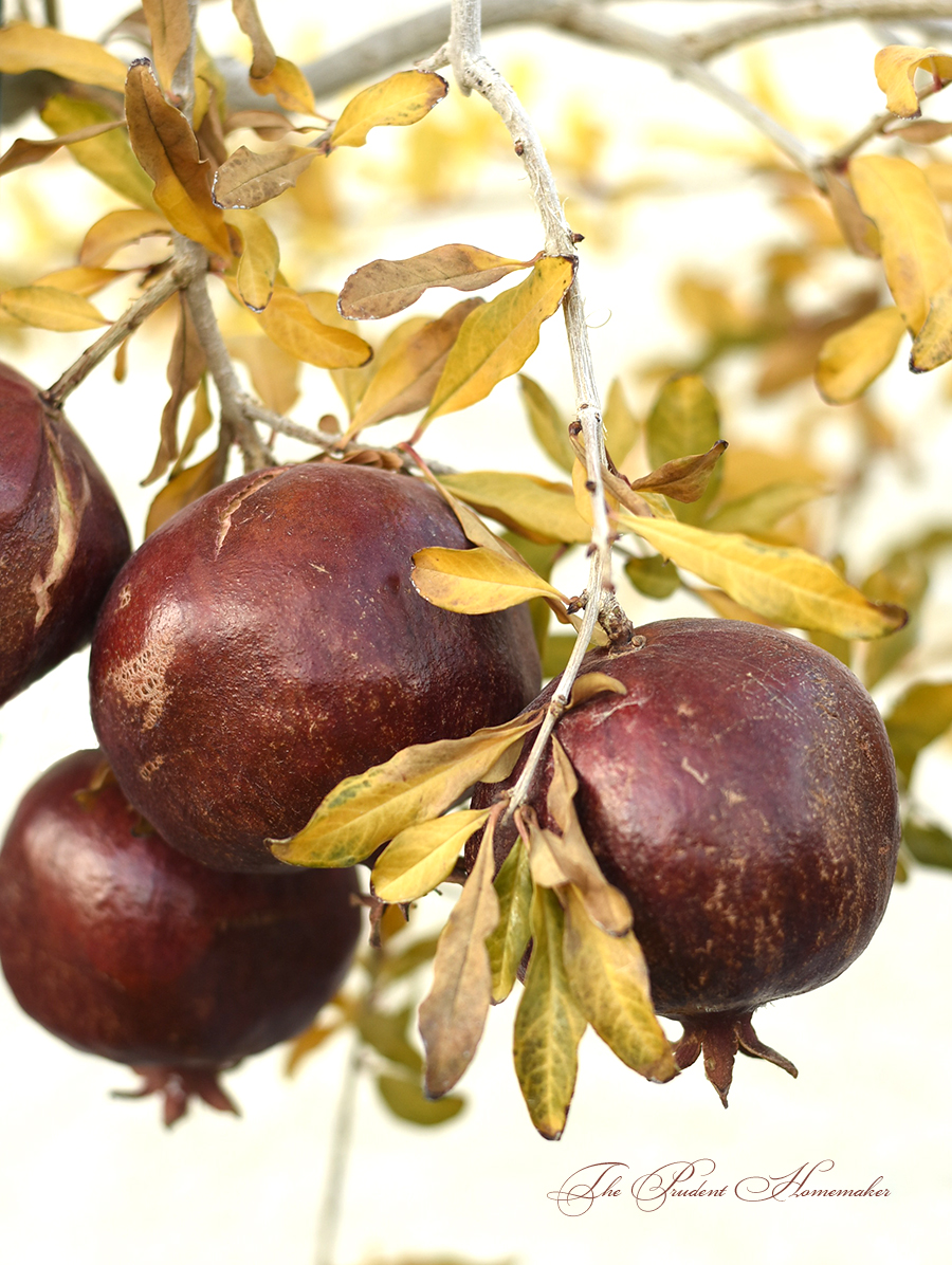 Pomegranates on Tree The Prudent Homemaker