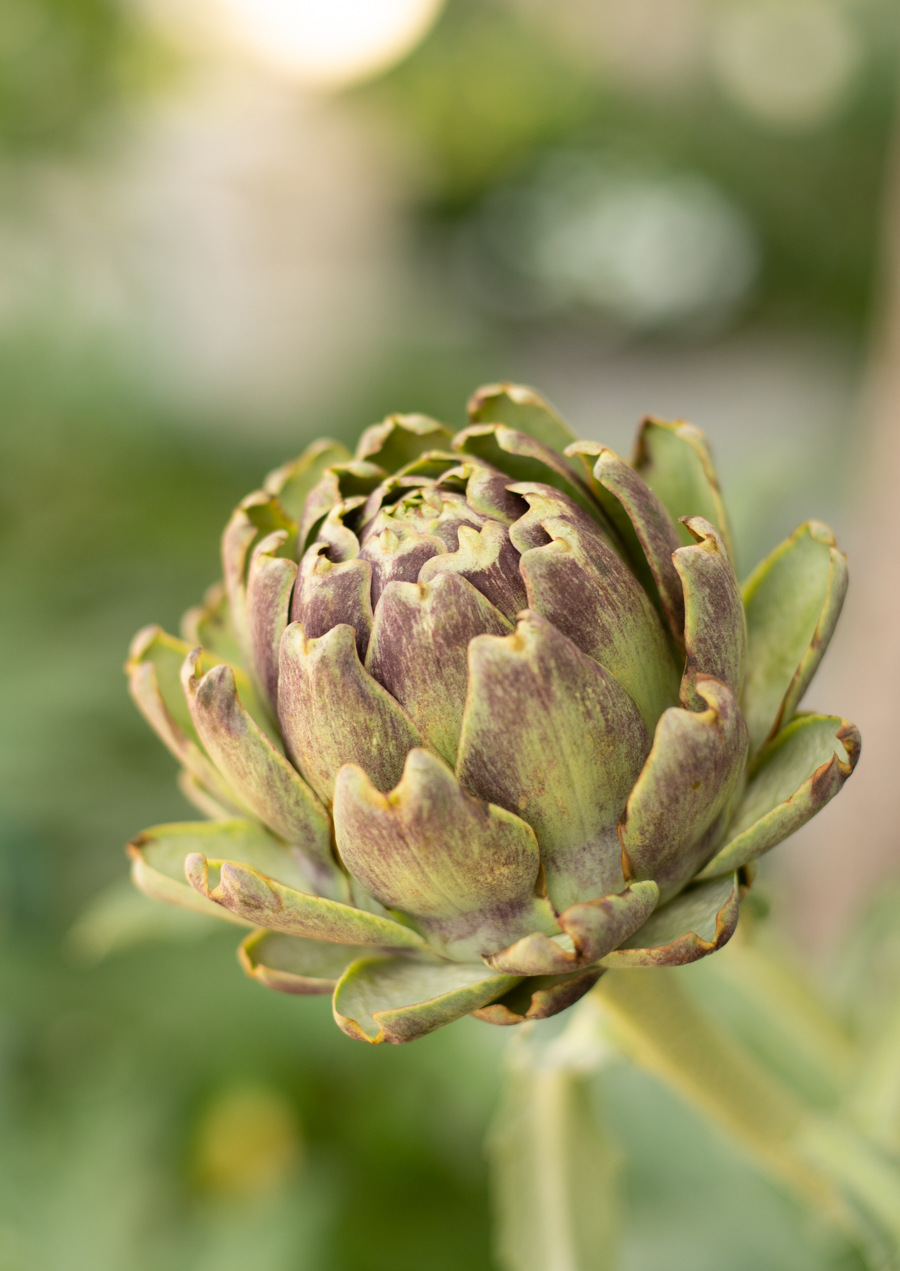 http://theprudenthomemaker.com/wp-content/uploads/2019/05/Artichokes-1.jpg