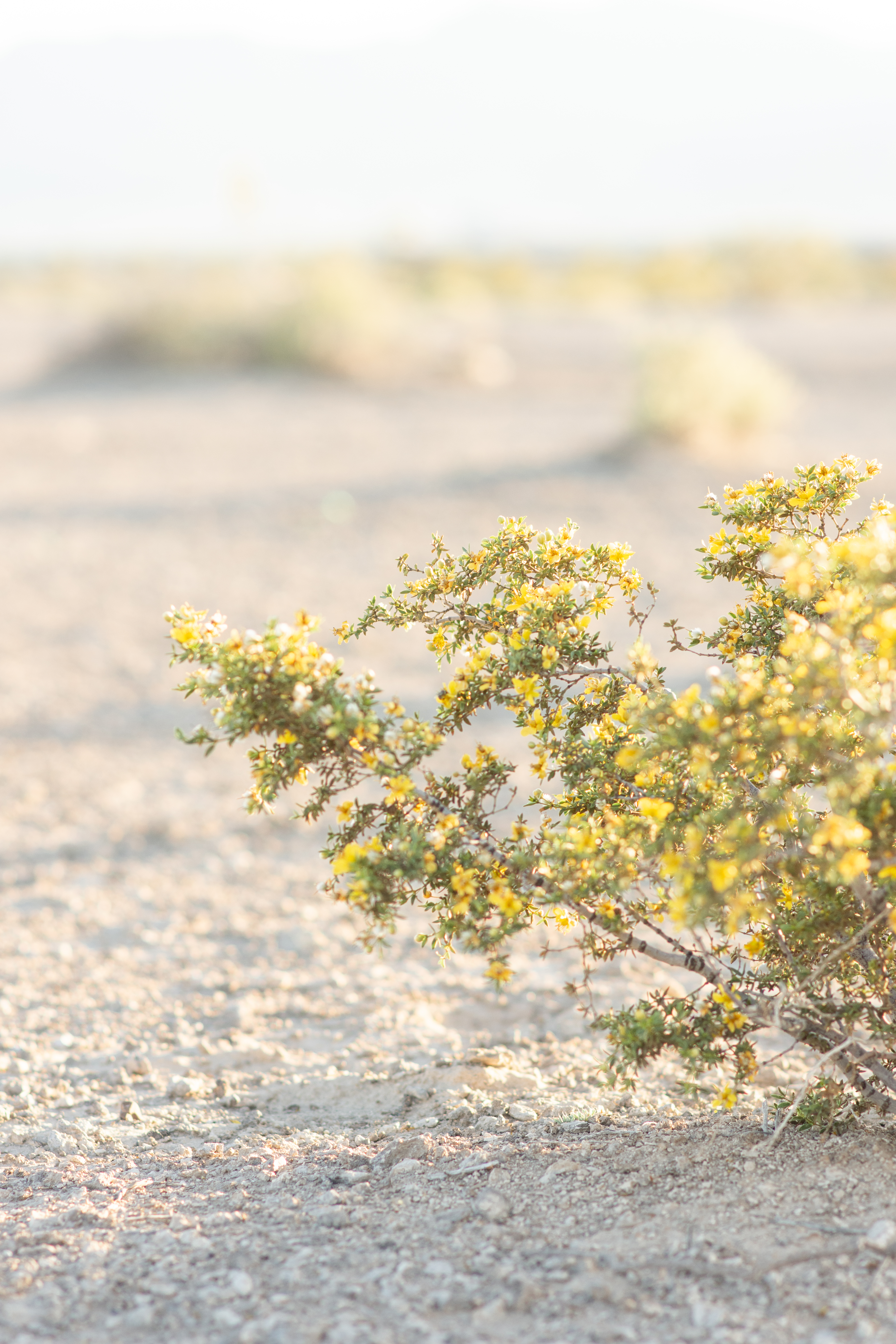 http://theprudenthomemaker.com/wp-content/uploads/2019/05/Las-Vegas-Desert-Wildflowers-4.jpg