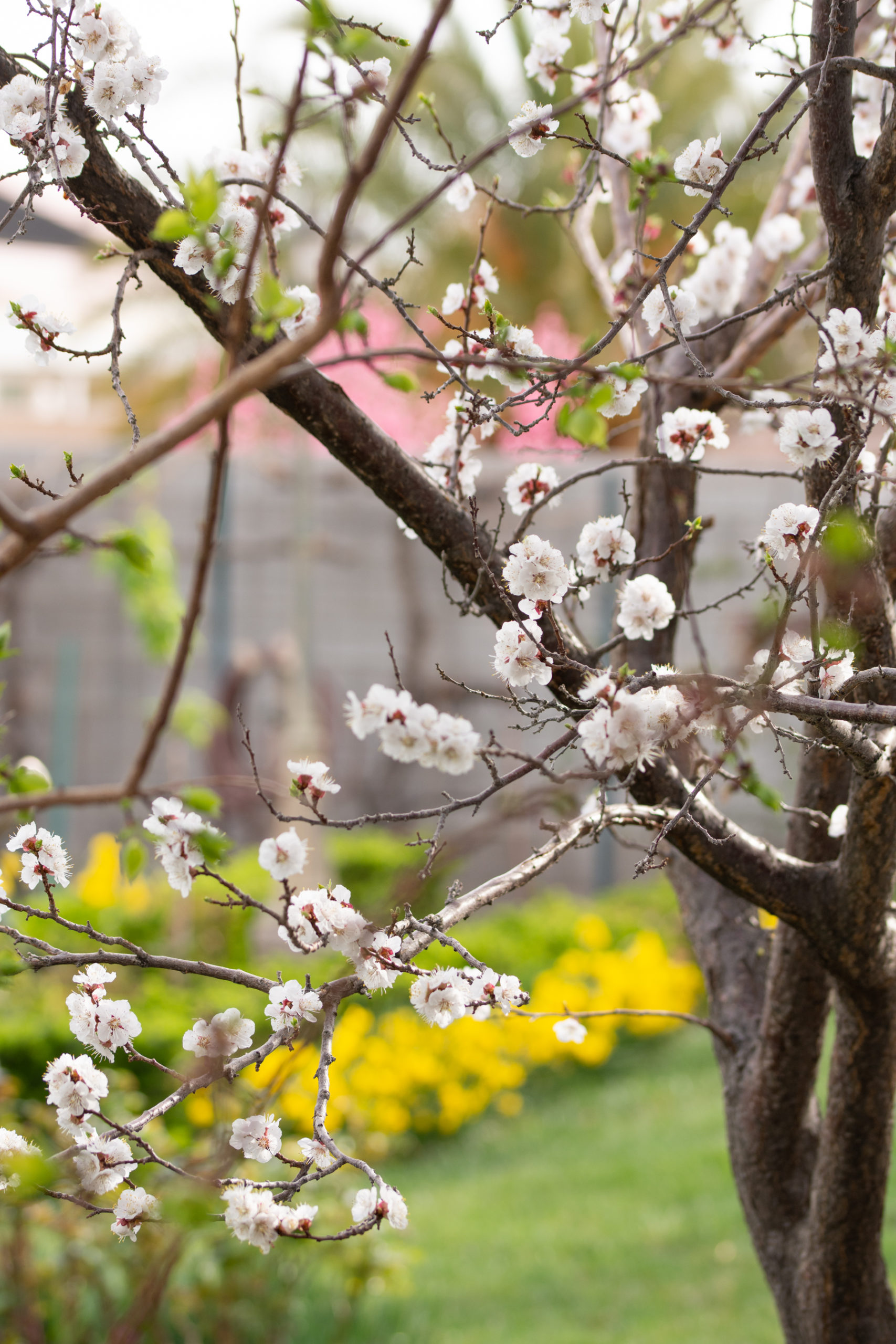 http://theprudenthomemaker.com/wp-content/uploads/2020/03/Apricot-Tree-in-March-The-Prudent-Homemaker-scaled.jpg