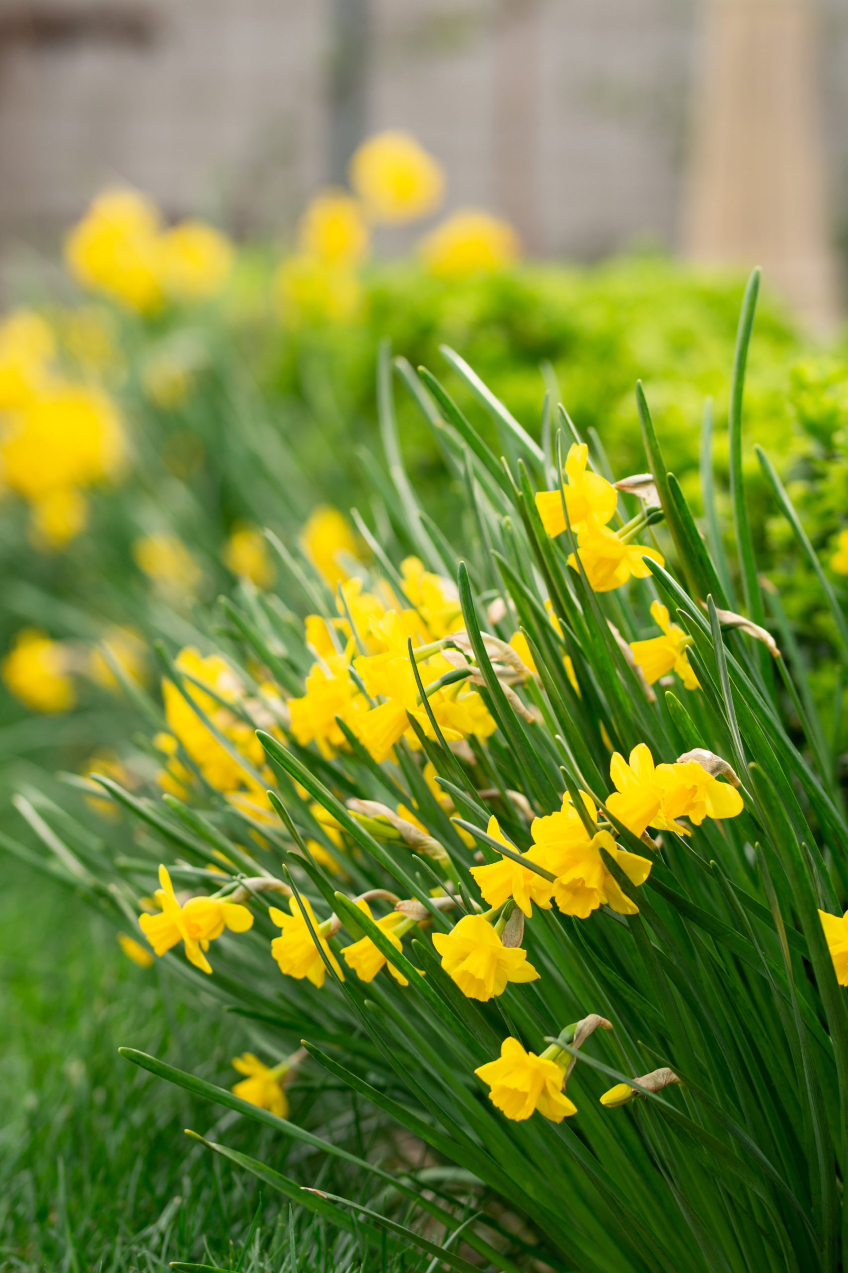 http://theprudenthomemaker.com/wp-content/uploads/2020/03/Yellow-Daffodils-The-Prudent-Homemaker-scaled.jpg