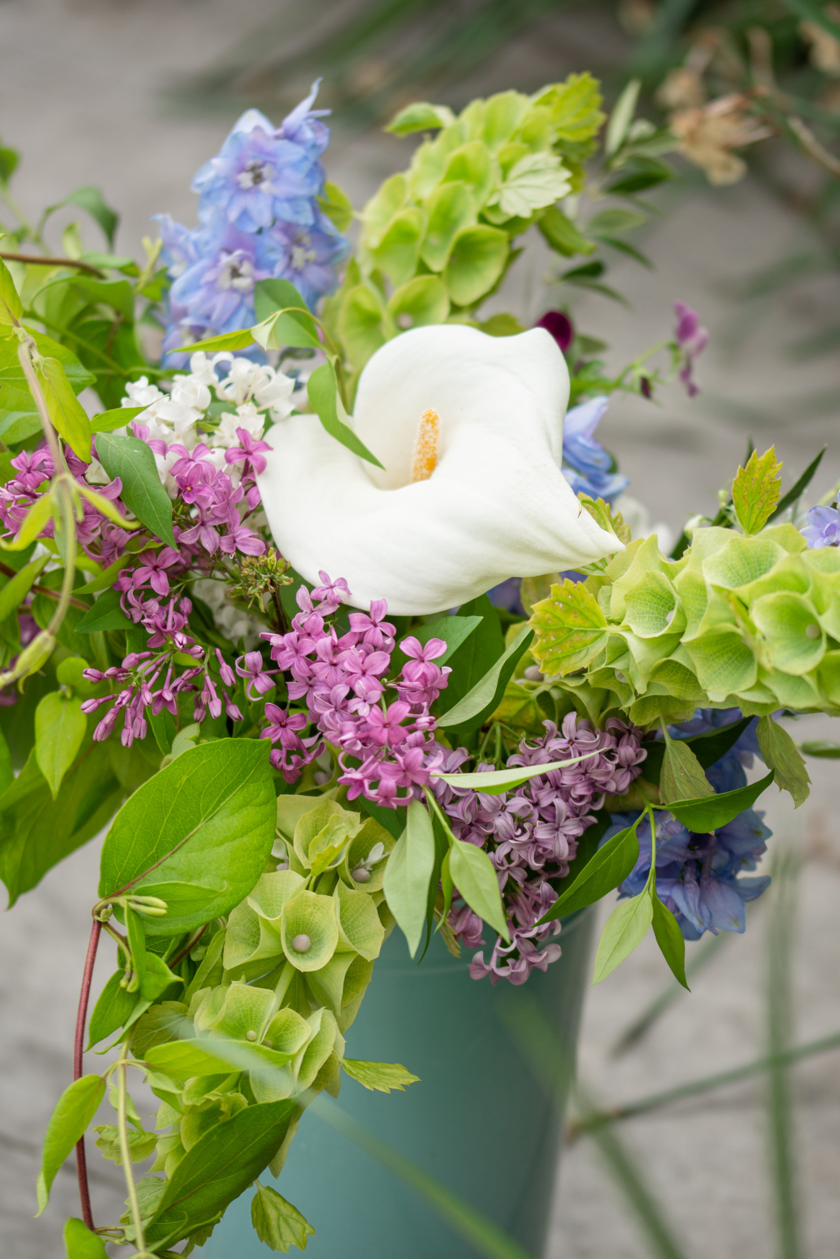 Morden Blush Rose - Blue Grass Nursery, Sod and Garden Centre: Calgary,  Edmonton and Red Deer, Alberta.