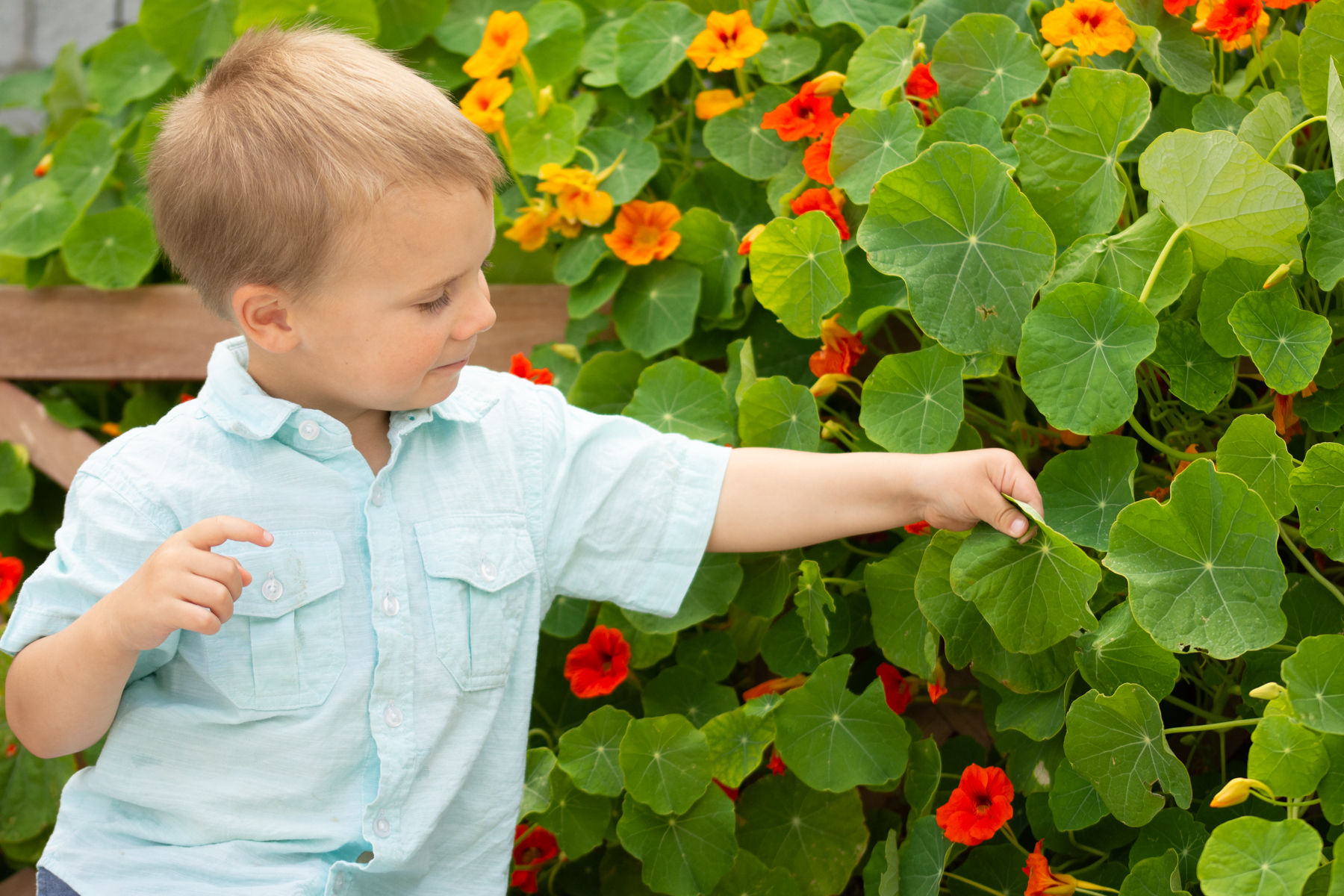 http://theprudenthomemaker.com/wp-content/uploads/2020/04/Nasturtiums-in-the-Garden-The-Prudent-Homemaker-1.jpg