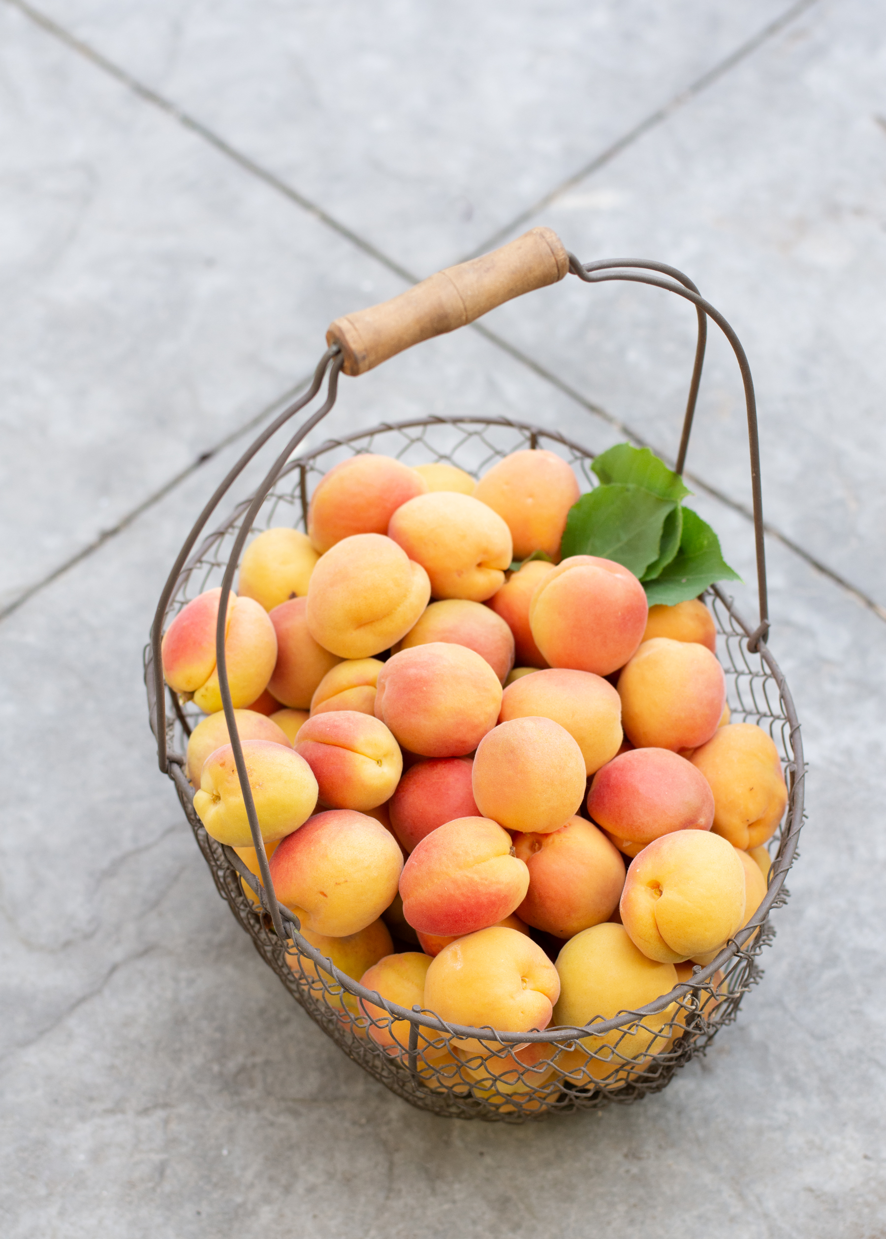 http://theprudenthomemaker.com/wp-content/uploads/2020/05/Apricots-in-May-1-The-Prudent-Homemaker.jpg