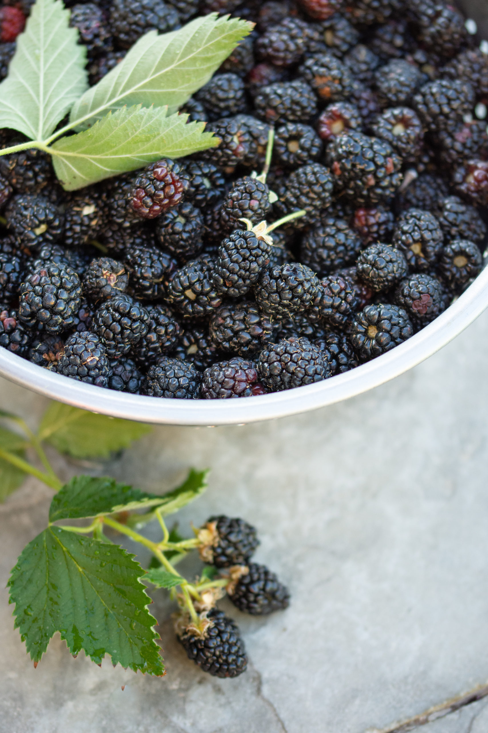 http://theprudenthomemaker.com/wp-content/uploads/2020/06/Blackberries-in-Colander-The-Prudent-Homemaker-scaled.jpg