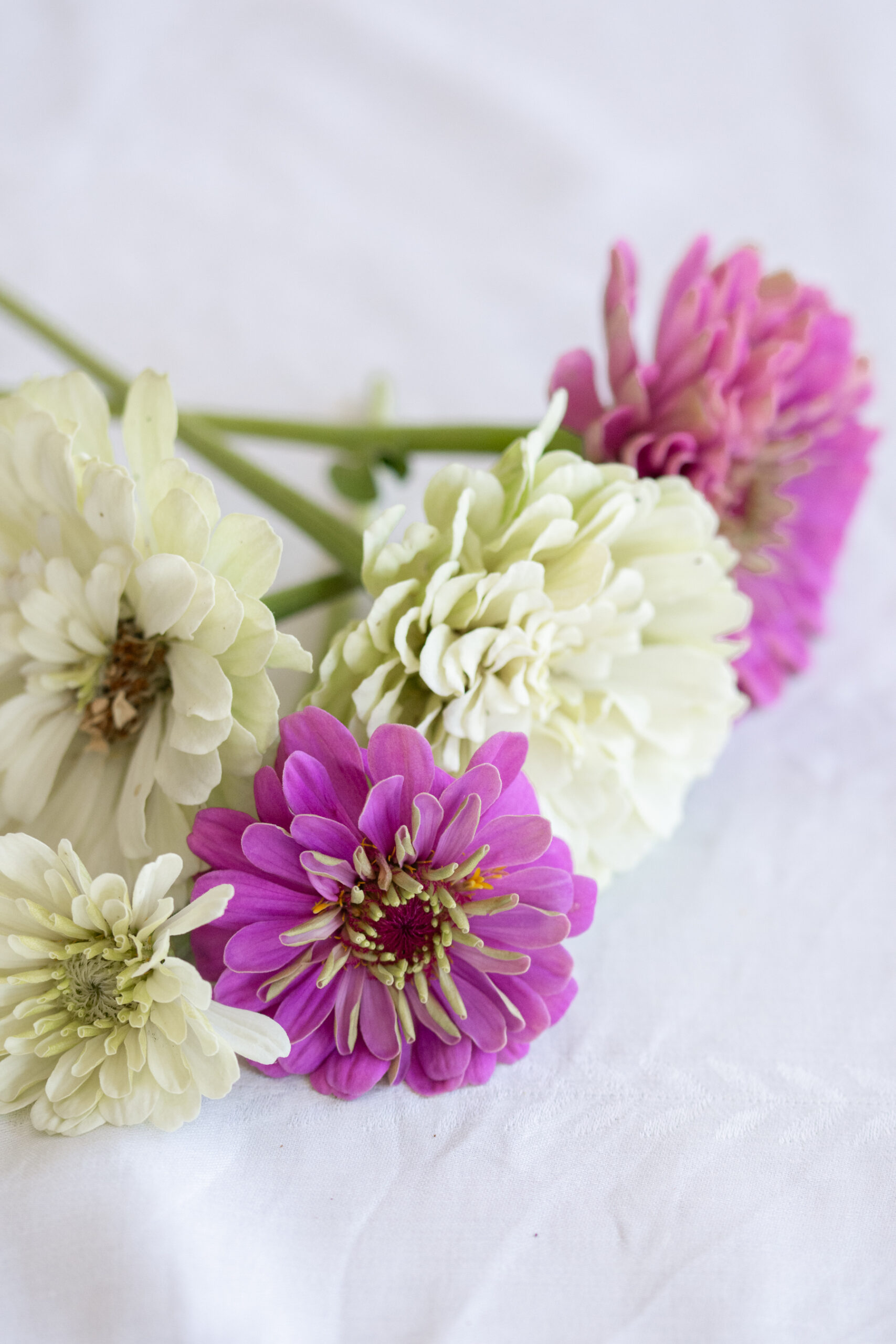 http://theprudenthomemaker.com/wp-content/uploads/2020/07/Zinnias-The-Prudent-Homemaker-scaled.jpg