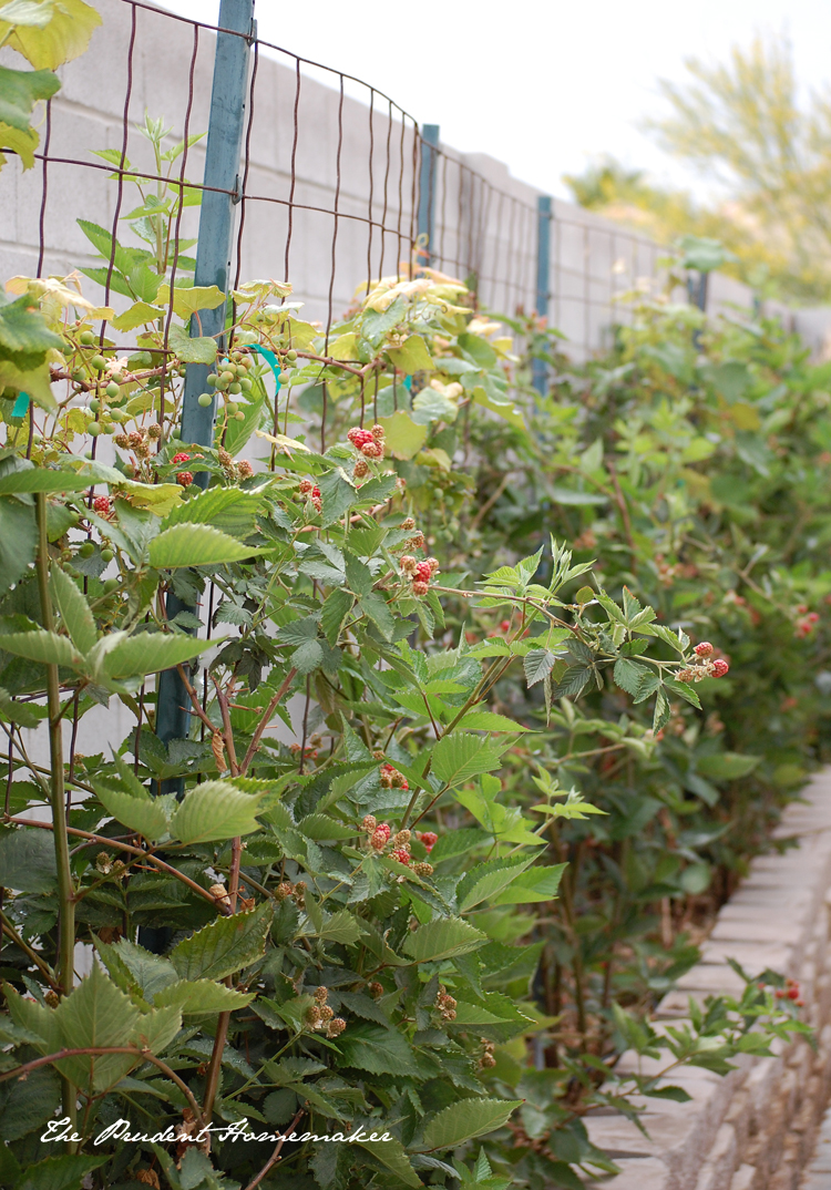 Blackberries, Apples, and Poppies in the Garden, Plus This Week’s Goals