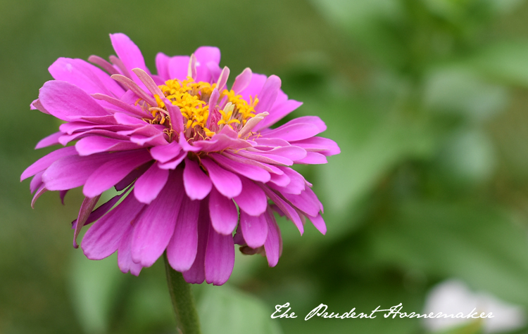 Pink Zinnia The Prudent Homemaker