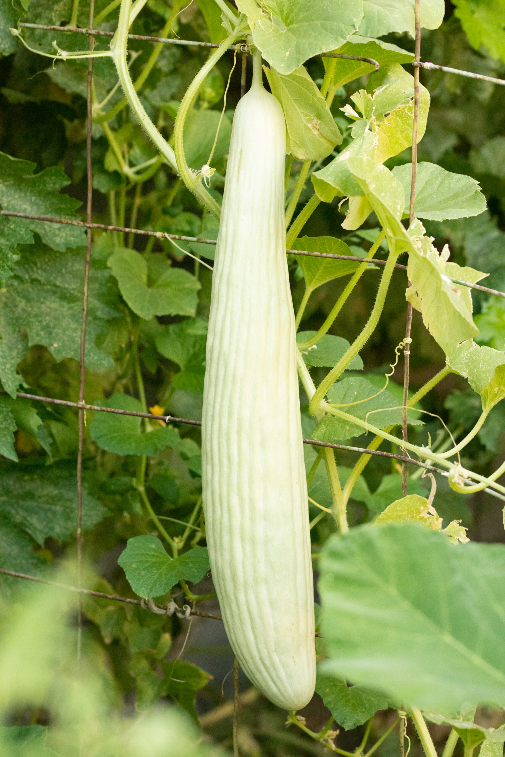 https://theprudenthomemaker.com/wp-content/uploads/2020/08/Armenian-Cucumber-1-The-Prudent-Homemaker-scaled.jpg