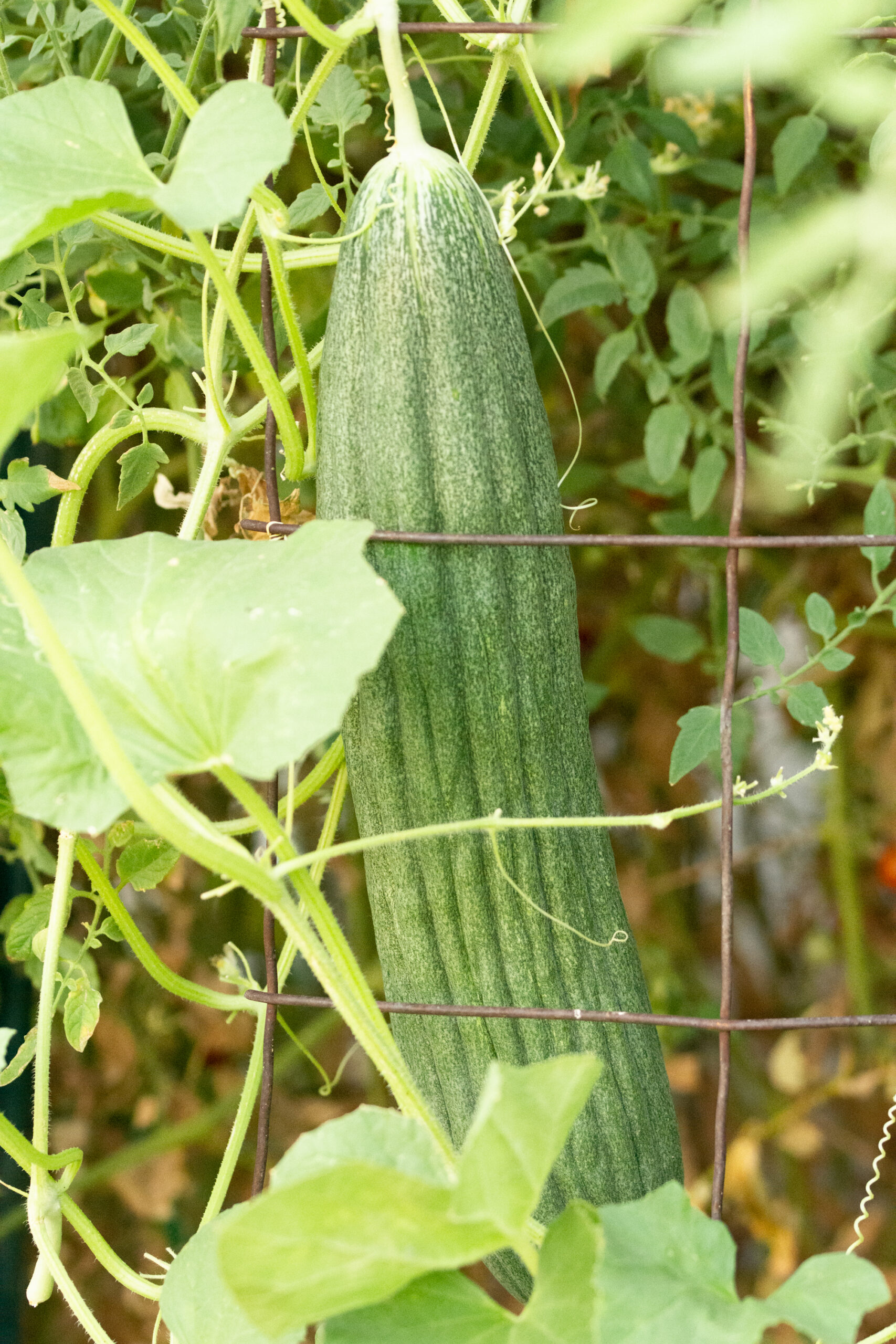 https://theprudenthomemaker.com/wp-content/uploads/2020/08/Armenian-Cucumber-2-The-Prudent-Homemaker-scaled.jpg