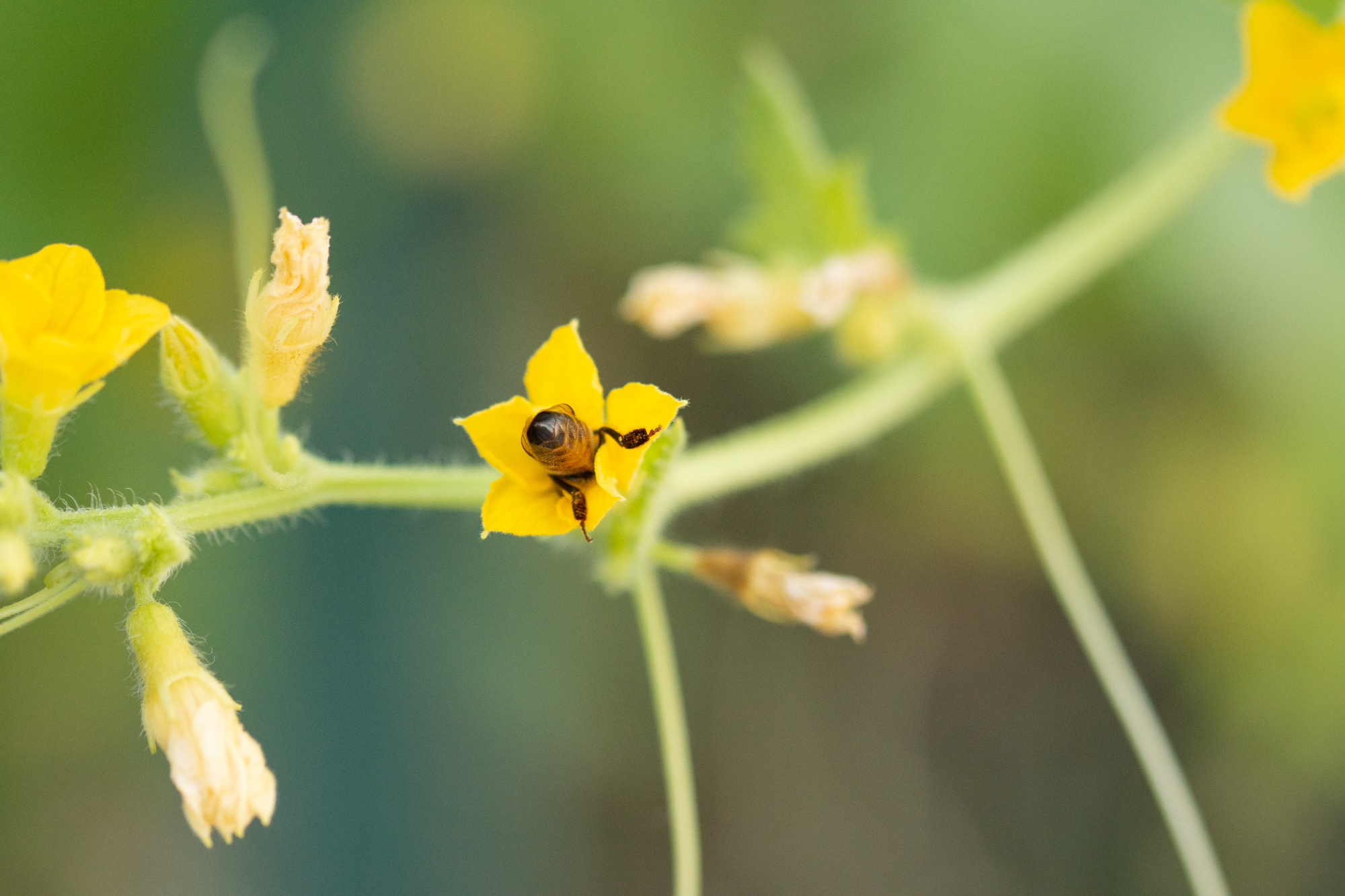 https://theprudenthomemaker.com/wp-content/uploads/2020/08/Bee-Butt-in-the-Cucumber-Flowers.jpg