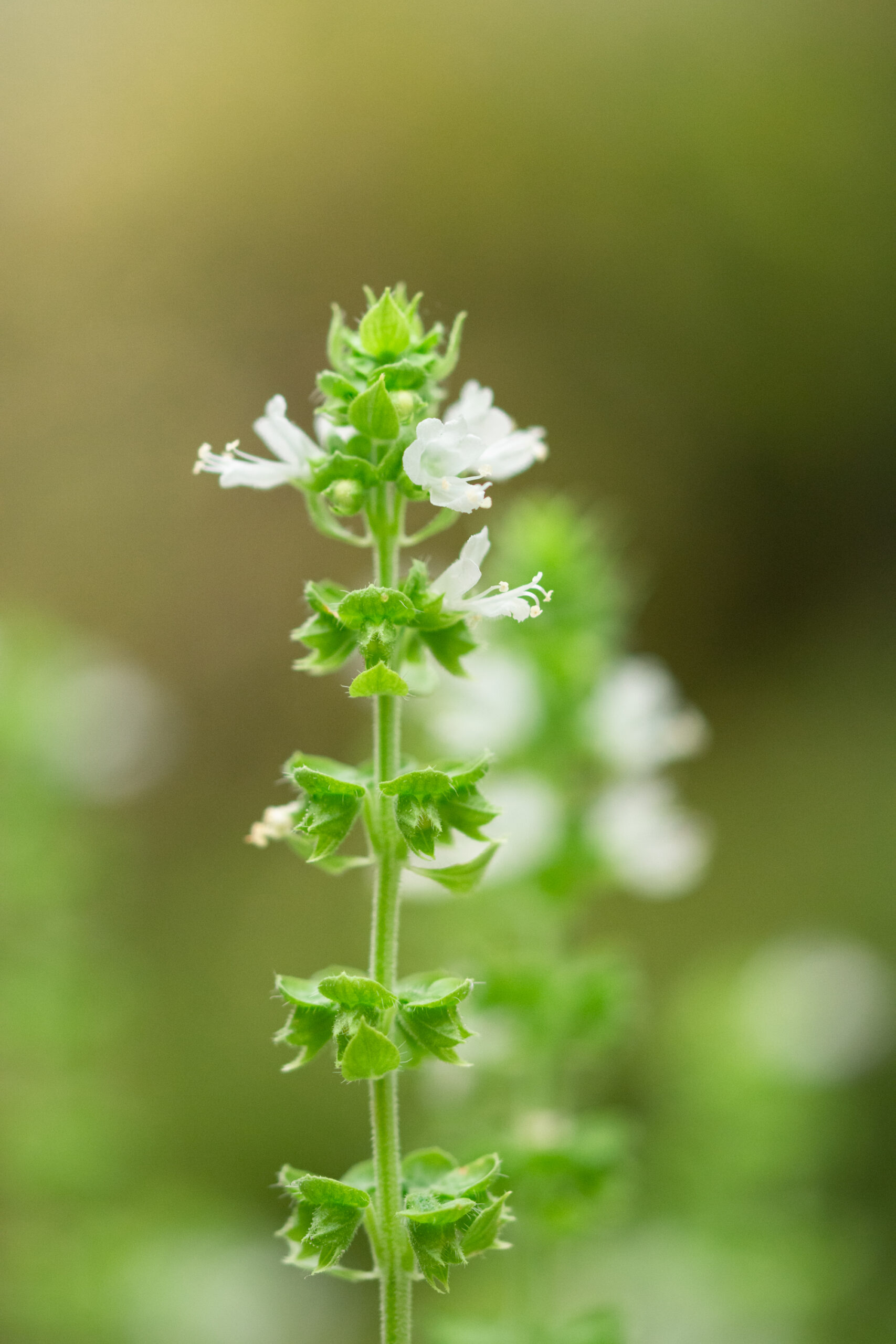 https://theprudenthomemaker.com/wp-content/uploads/2020/09/Basil-Flower-The-Prudent-Homemaker-scaled.jpg