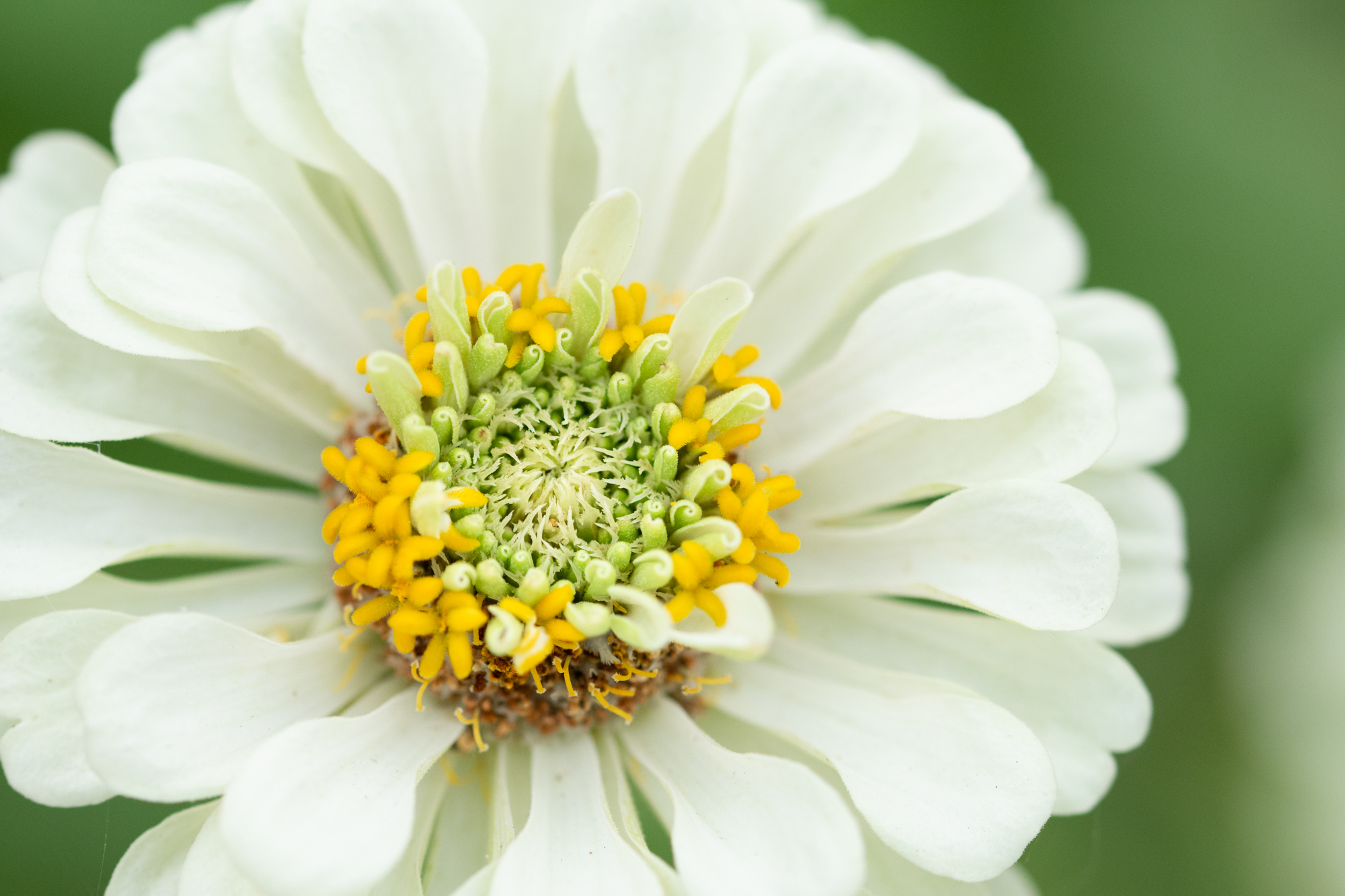 https://theprudenthomemaker.com/wp-content/uploads/2020/09/Zinnia-Detail-2-The-Prudent-Homemaker.jpg