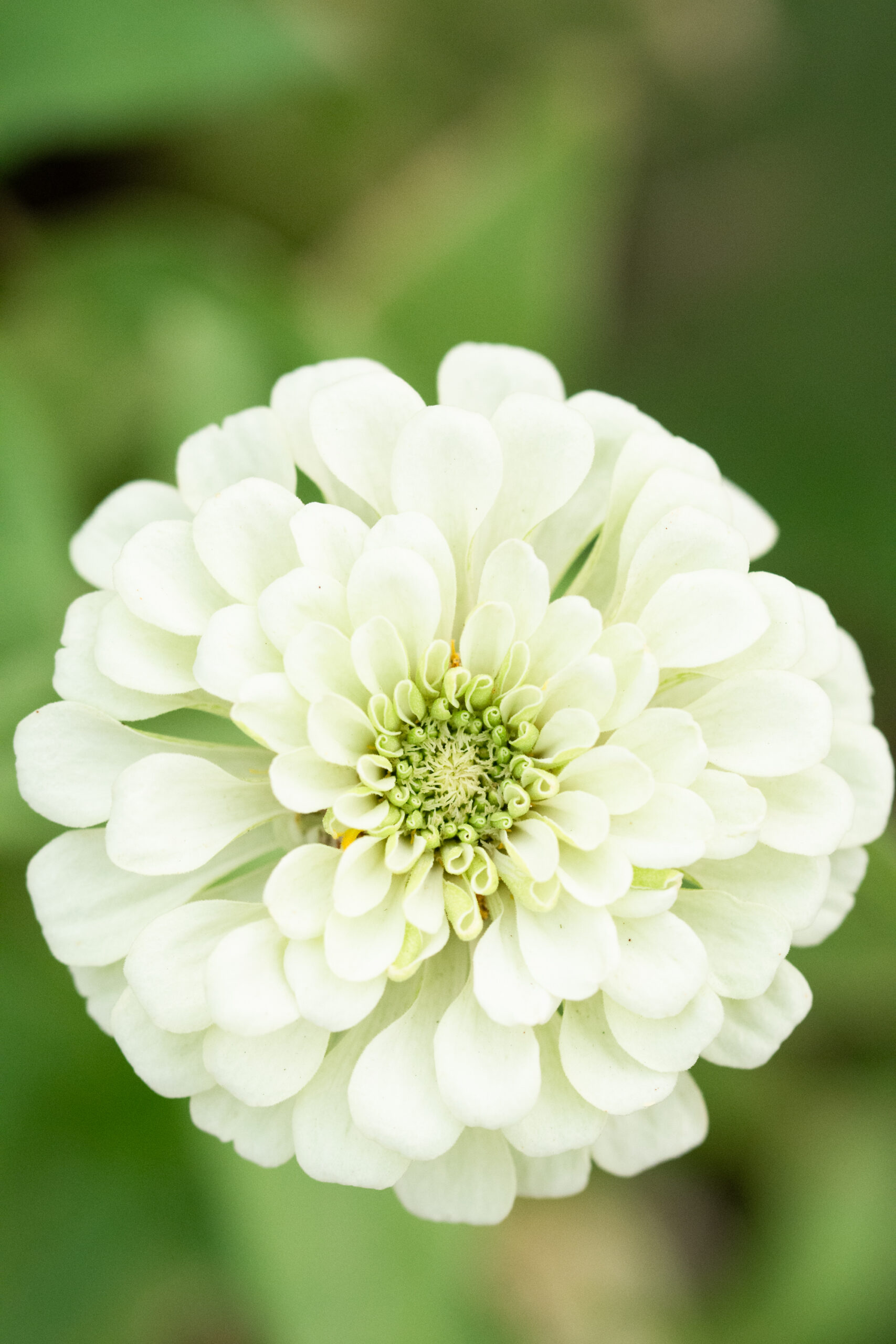 https://theprudenthomemaker.com/wp-content/uploads/2020/09/Zinnia-Flower-The-Prudent-Homemaker-scaled.jpg