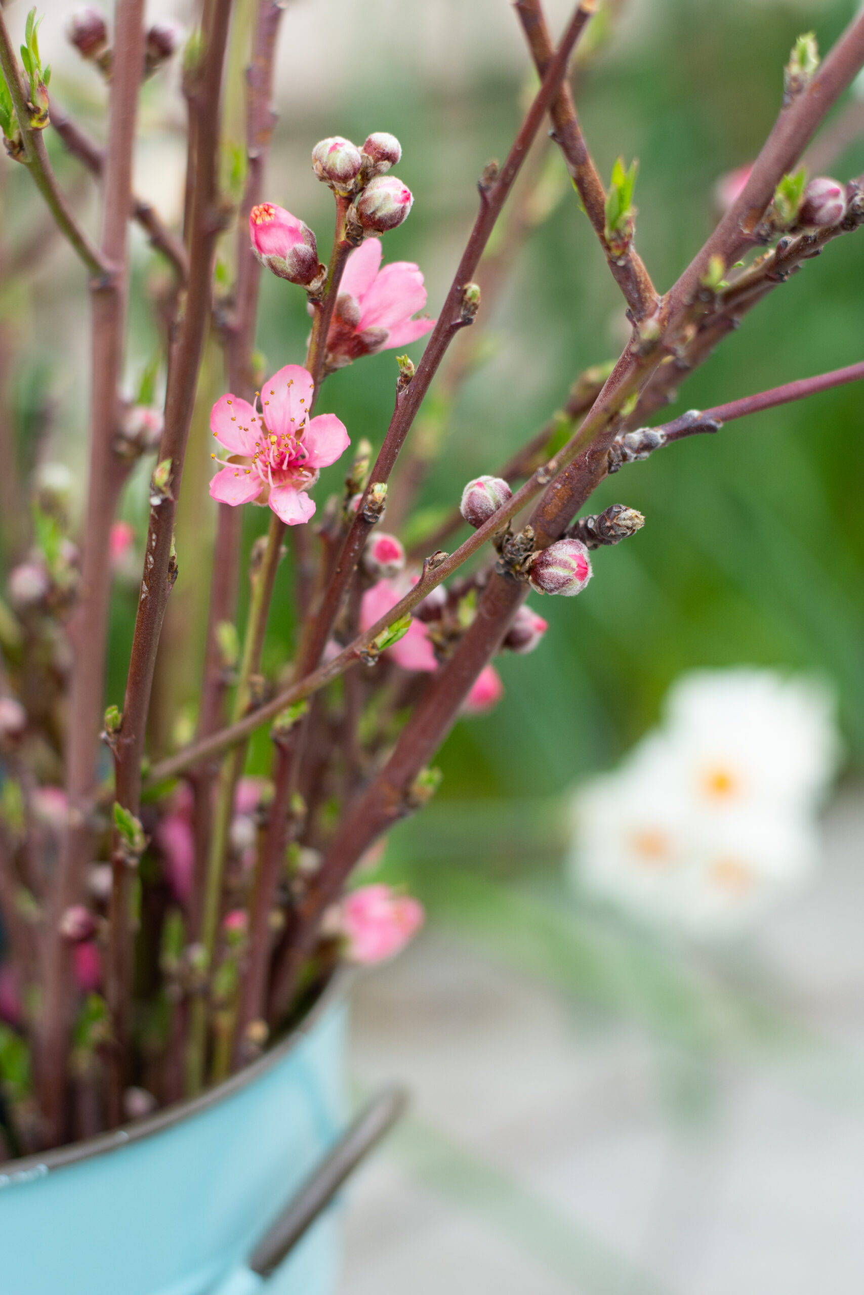 Superfine Vegetable Shredder: Easily Slice & Shred Green Onions with the  Plum Blossom Cut!