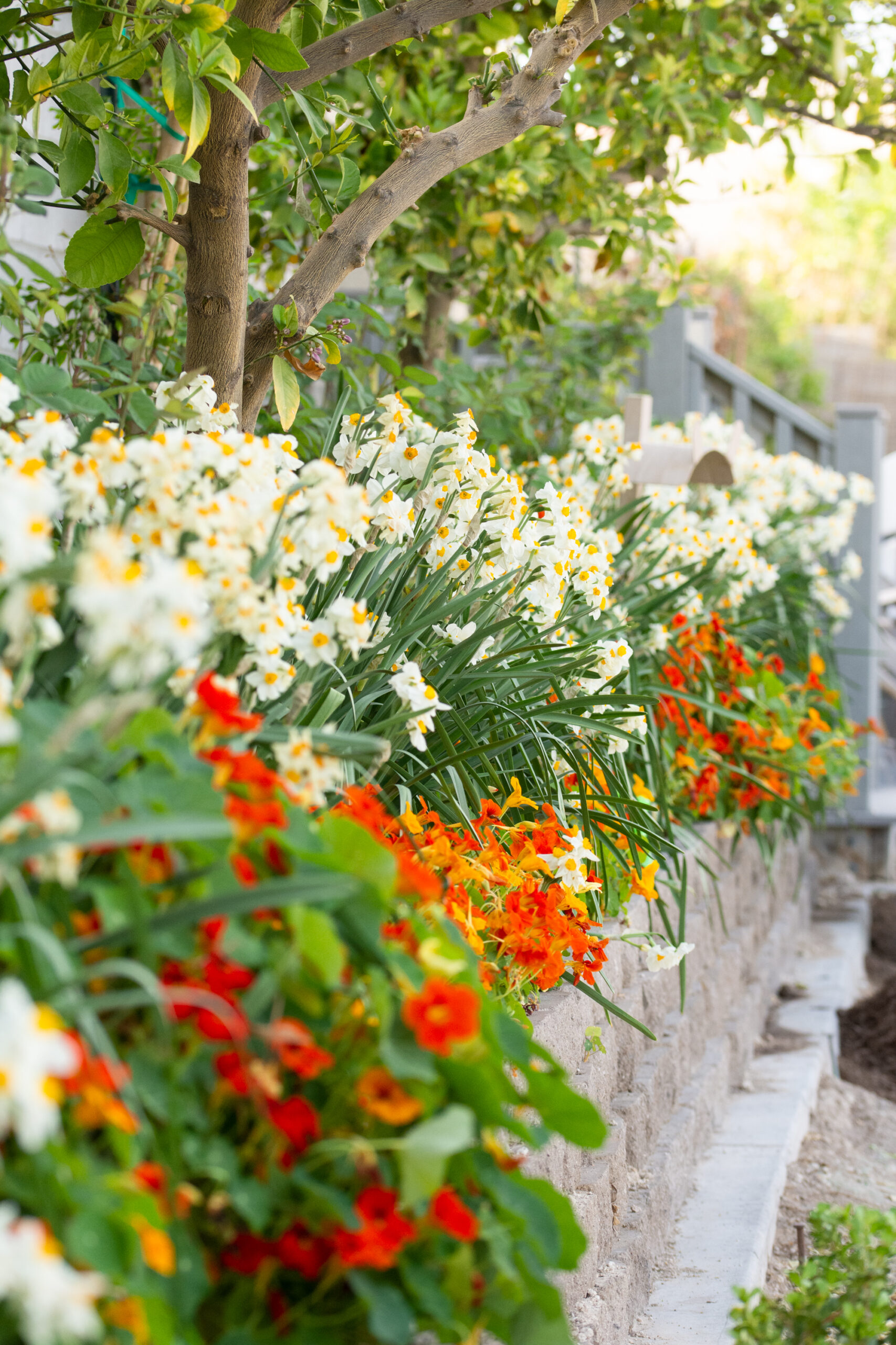 https://theprudenthomemaker.com/wp-content/uploads/2021/04/Daffodils-and-Nasturtiums-The-Prudent-Homemaker-scaled.jpg