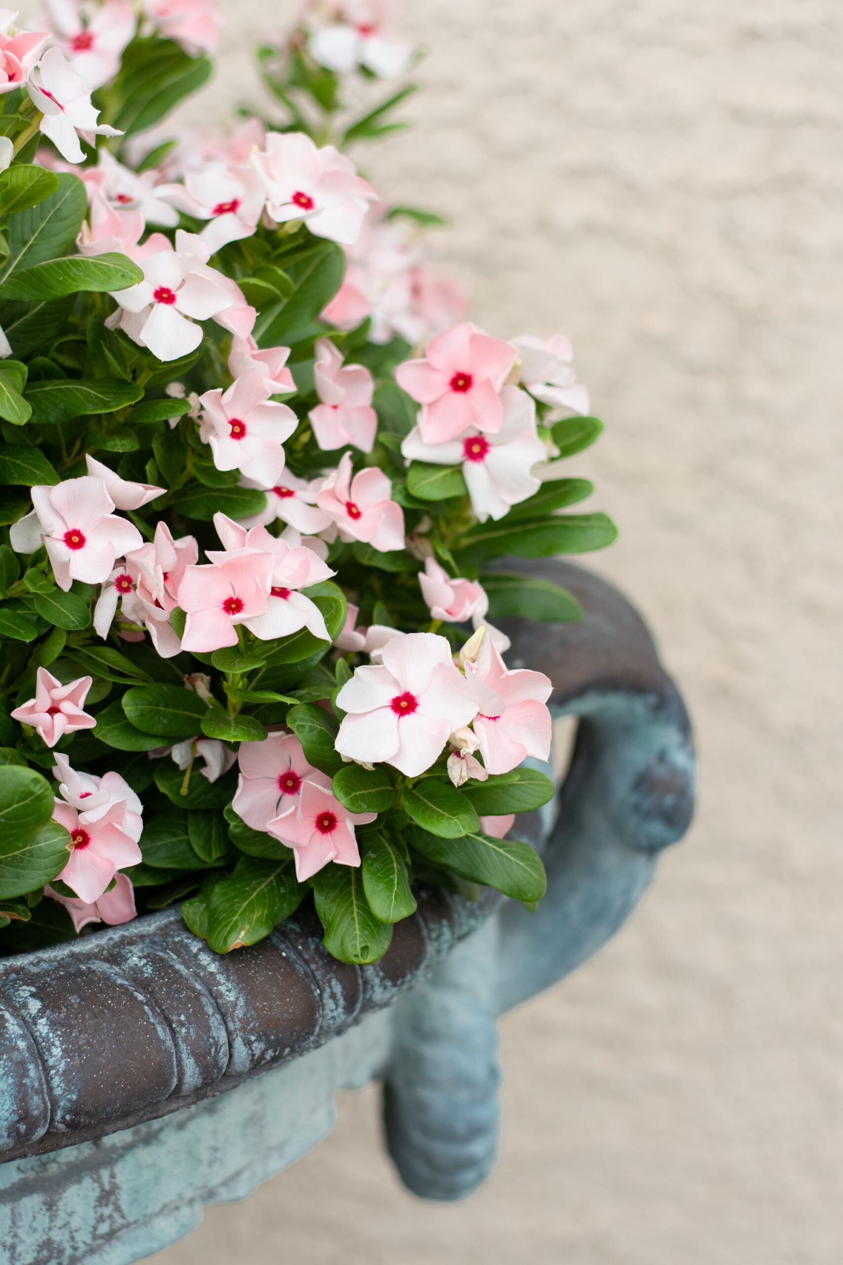 https://theprudenthomemaker.com/wp-content/uploads/2021/07/Pink-Vincas-2-The-Prudent-Homemaker-scaled.jpg