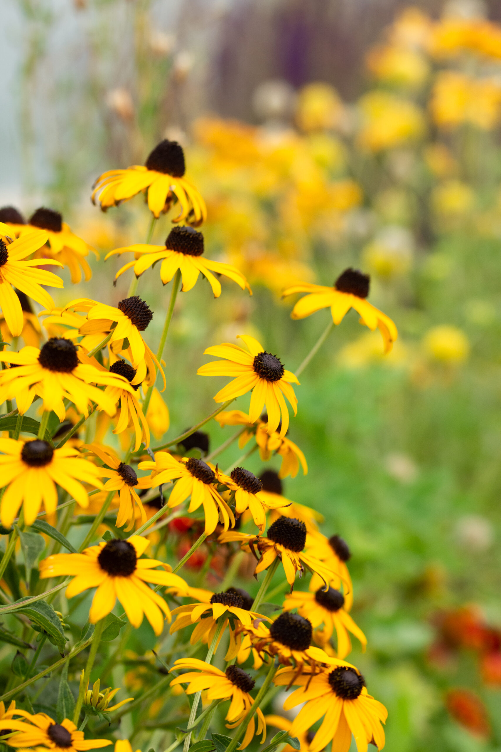 https://theprudenthomemaker.com/wp-content/uploads/2021/08/Rudbeckia-The-Prudent-Homemaker-scaled.jpg