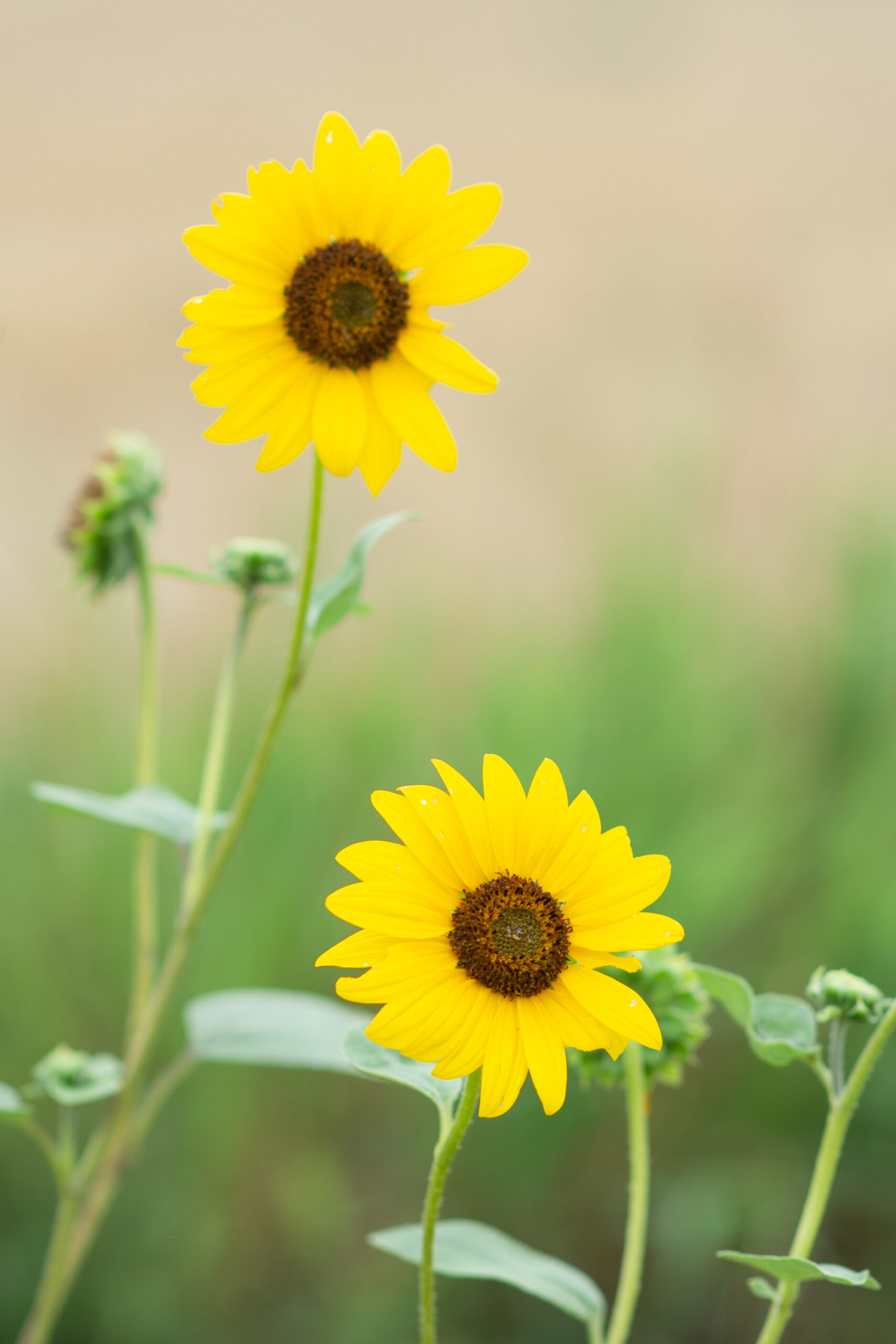 https://theprudenthomemaker.com/wp-content/uploads/2021/08/Sunflowers-in-Idaho-The-Prudent-Homemaker-scaled.jpg