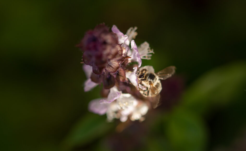 https://theprudenthomemaker.com/wp-content/uploads/2021/11/Bee-on-Thai-Basil-Flower-The-Prudent-Homemaker-1024x630.jpg