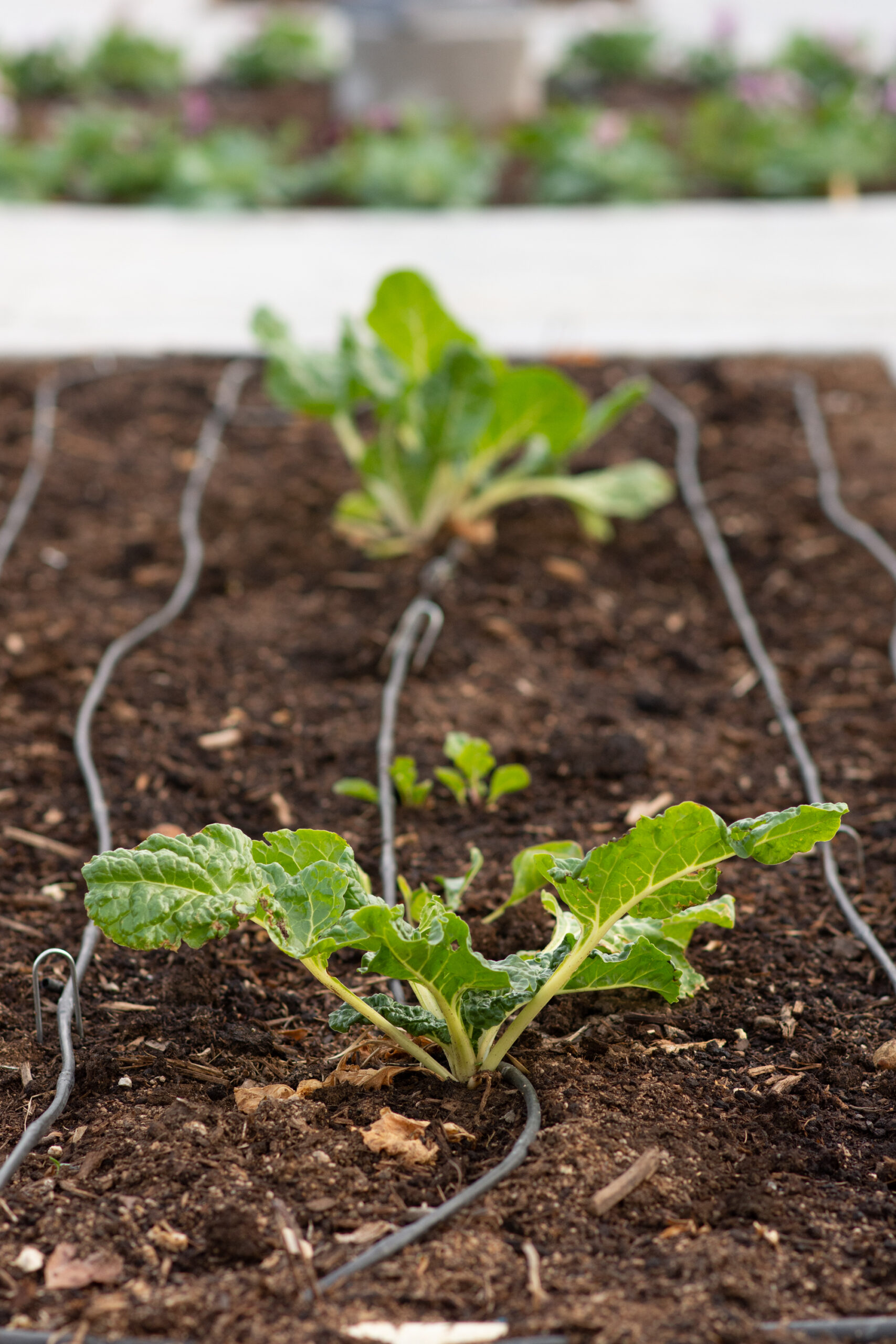 https://theprudenthomemaker.com/wp-content/uploads/2021/11/Swiss-Chard-in-the-Garden-The-Prudent-Homemaker-scaled.jpg