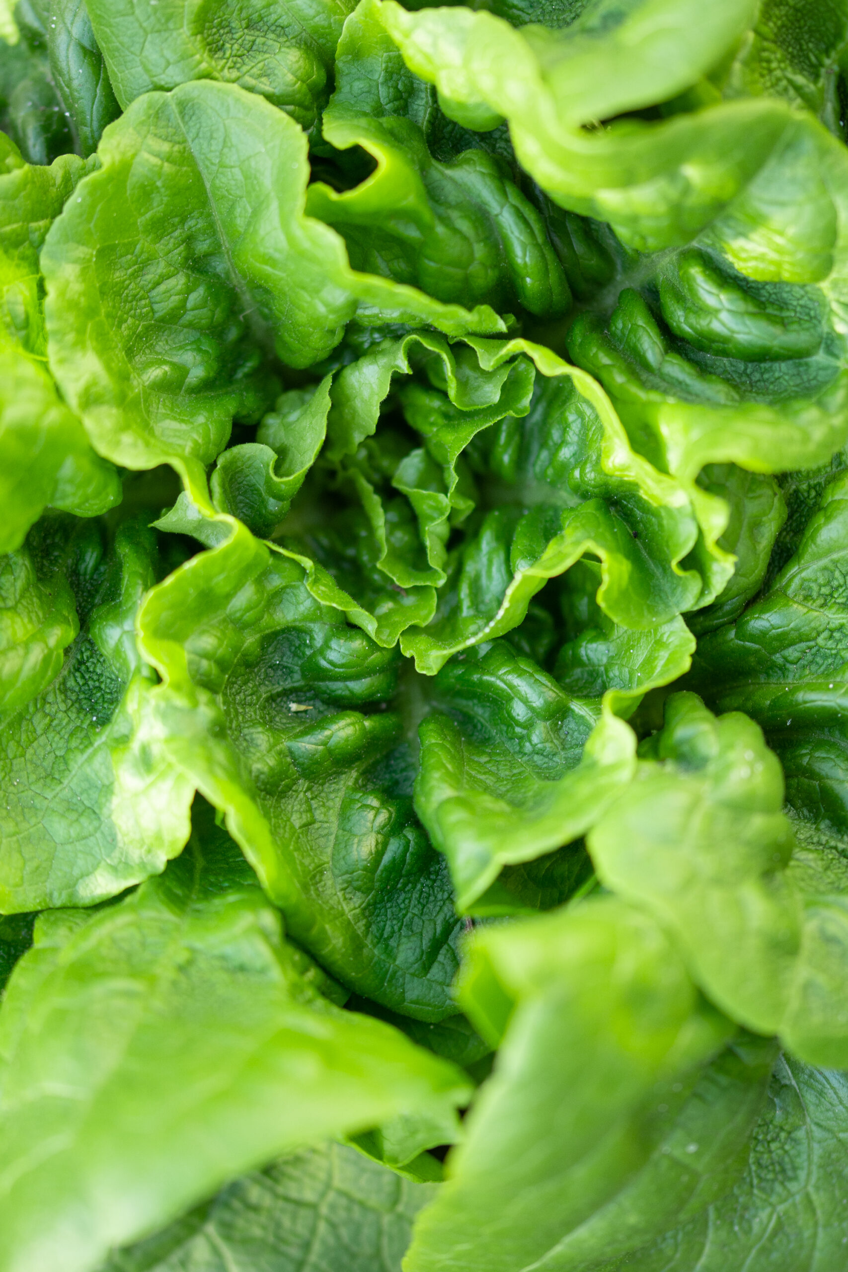 https://theprudenthomemaker.com/wp-content/uploads/2022/01/Butterleaf-Lettuce-The-Prudent-Homemaker-scaled.jpg