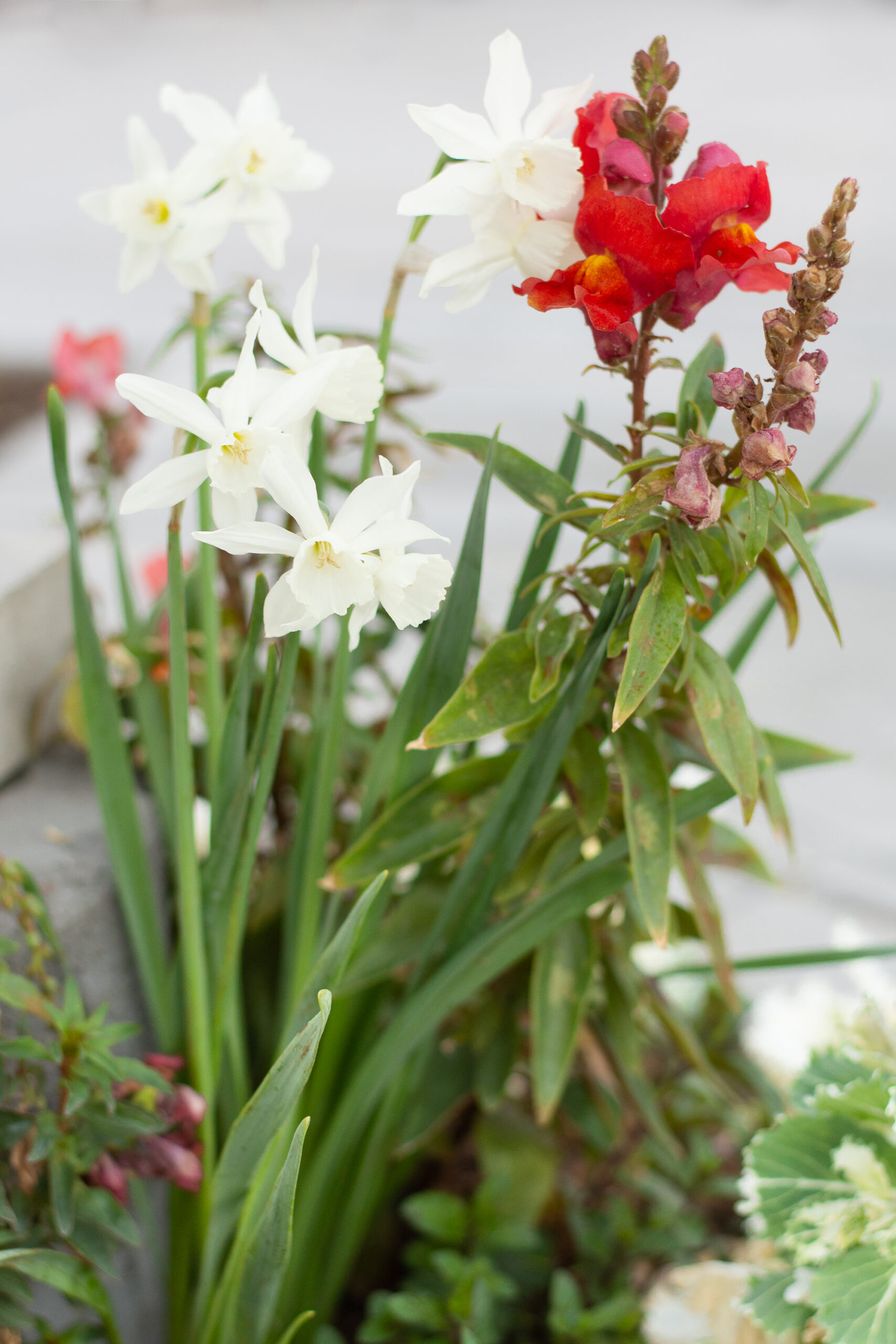 https://theprudenthomemaker.com/wp-content/uploads/2022/03/Daffodils-and-Snapdragons-The-Prudent-Homemaker-scaled.jpg