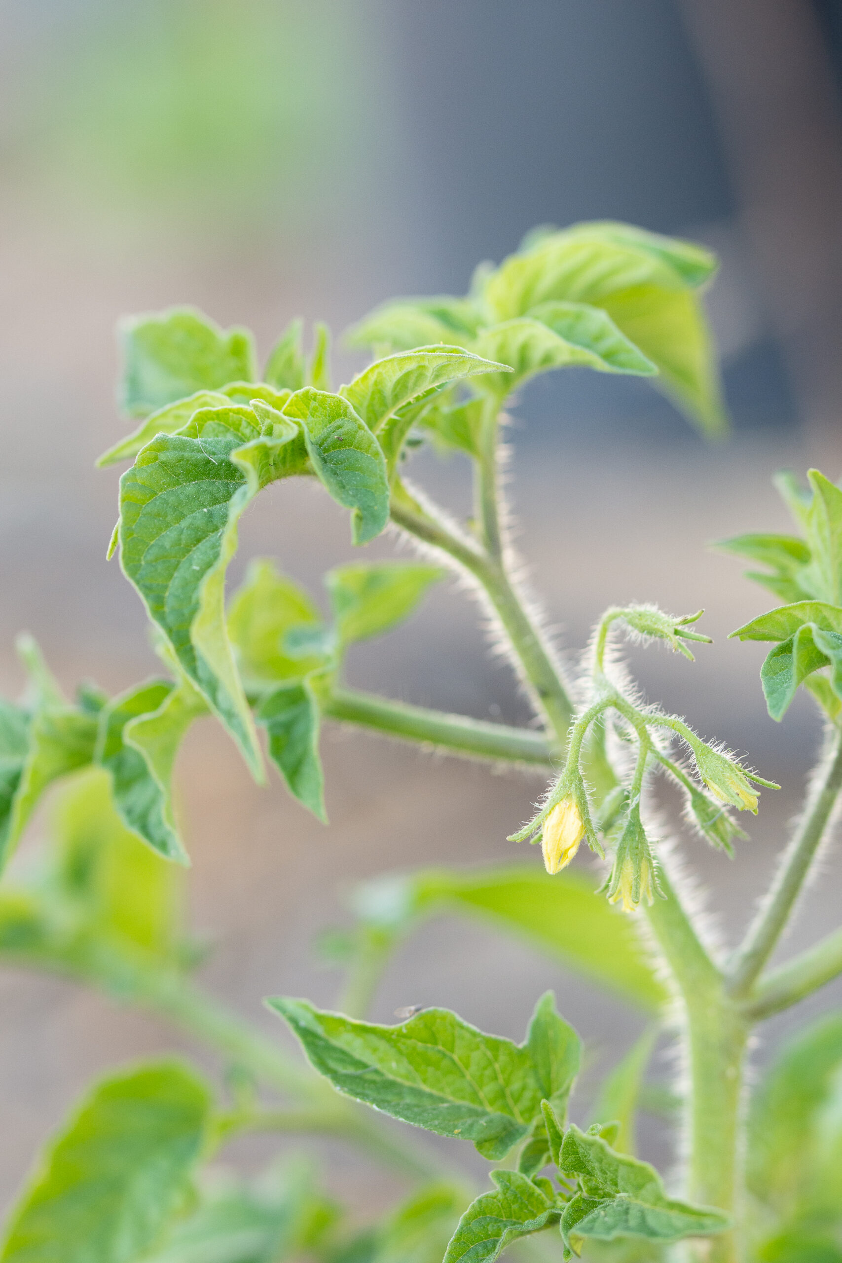 https://theprudenthomemaker.com/wp-content/uploads/2022/03/Tomato-blossoms-The-Prudent-Homemaker-scaled.jpg